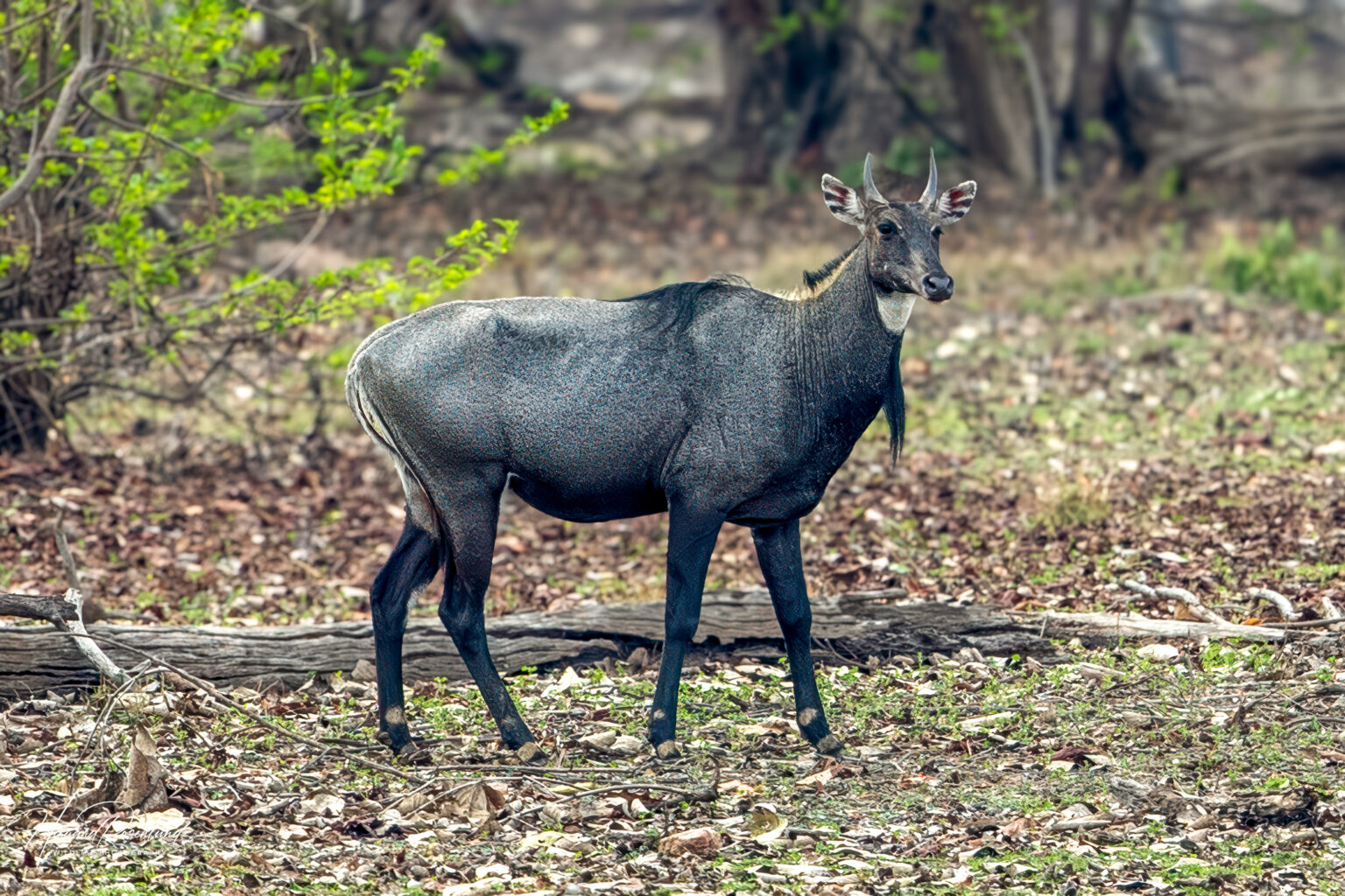 Nilgau (Boselaphus tragocamelus) @ Pench National Park, India. Foto: Håvard Rosenlund