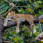 Indian Leopard (Panthera pardus fusca) @ Pench National Park, India. Photo: Håvard Rosenlund