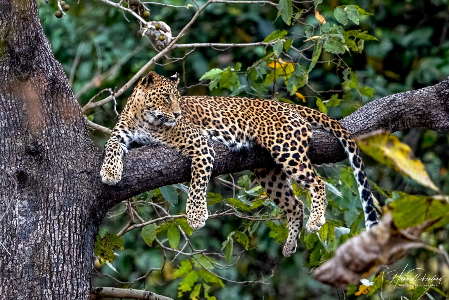 Indisk Leopard (Panthera pardus fusca) @ Pench National Park, India. Foto: Håvard Rosenlund