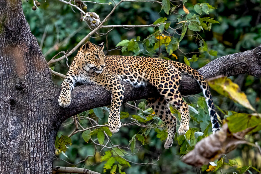 Indian Leopard (Panthera pardus fusca) @ Pench National Park, India. Photo: Håvard Rosenlund