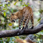 Indian Leopard (Panthera pardus fusca) @ Pench National Park, India. Photo: Håvard Rosenlund