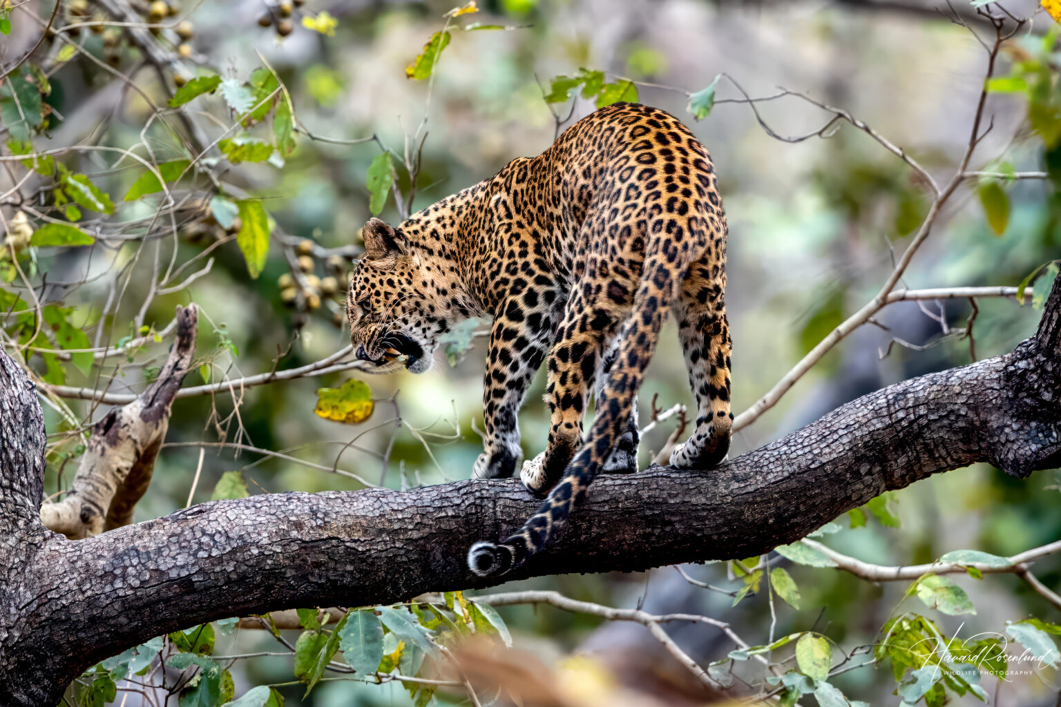Indian Leopard (Panthera pardus fusca) @ Pench National Park, India. Photo: Håvard Rosenlund