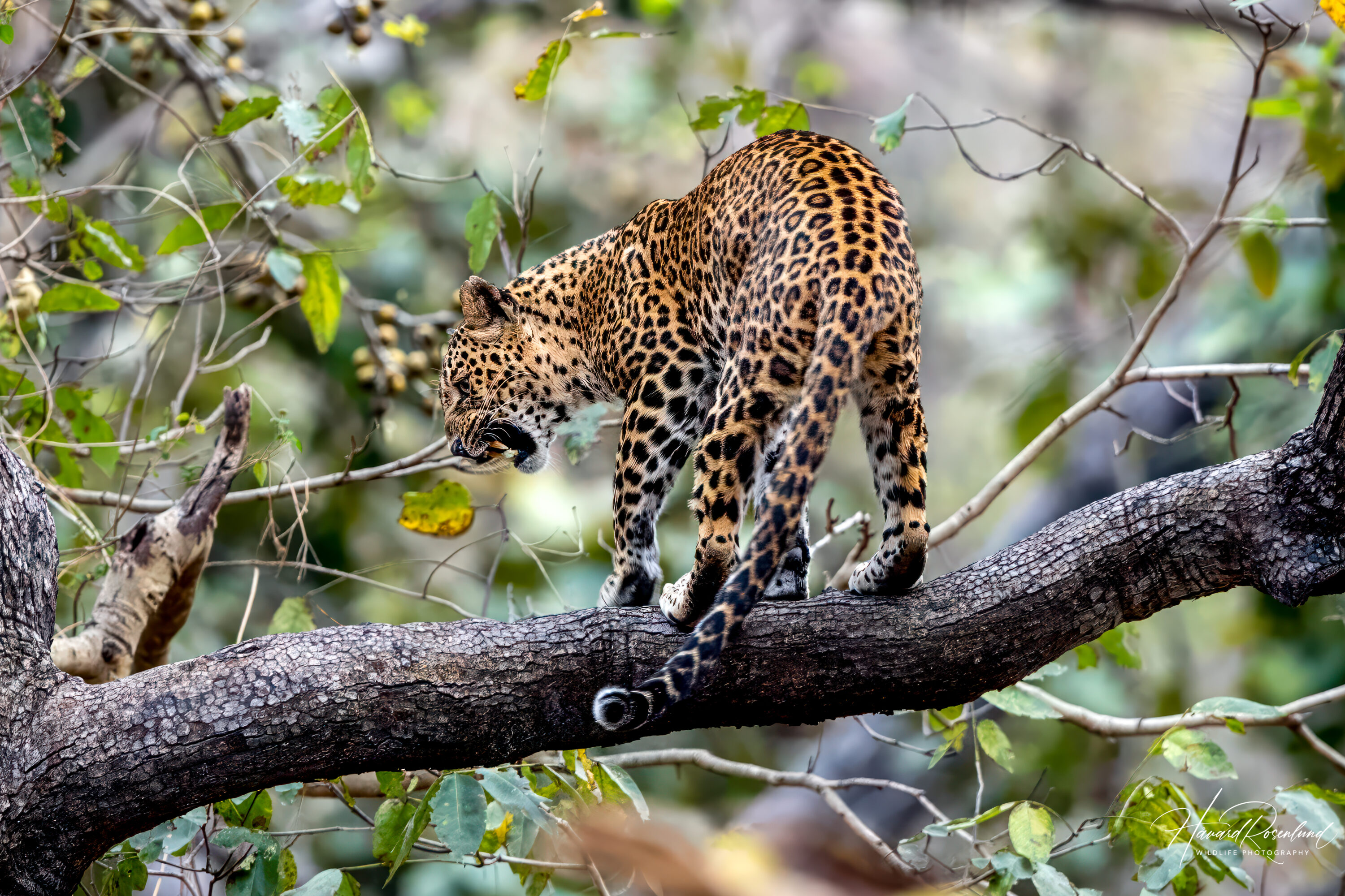 Indian Leopard (Panthera pardus fusca) @ Pench National Park, India. Photo: Håvard Rosenlund