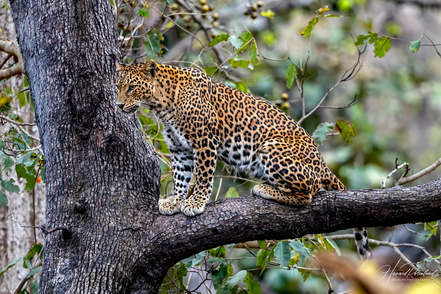 Indian Leopard (Panthera pardus fusca) @ Pench National Park, India. Photo: Håvard Rosenlund