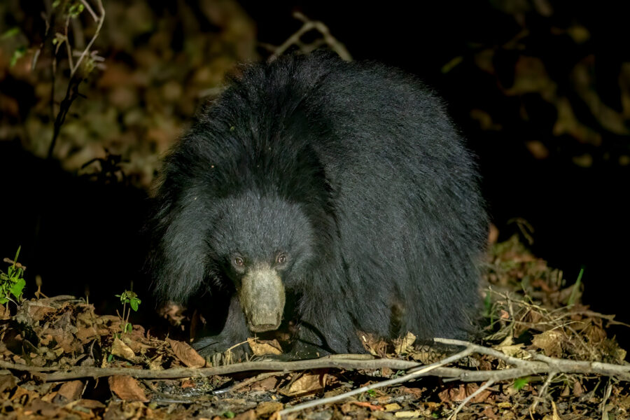 Sloth Bear (Melursus ursinus) @ Satpura National Park, India. Photo: Håvard Rosenlund