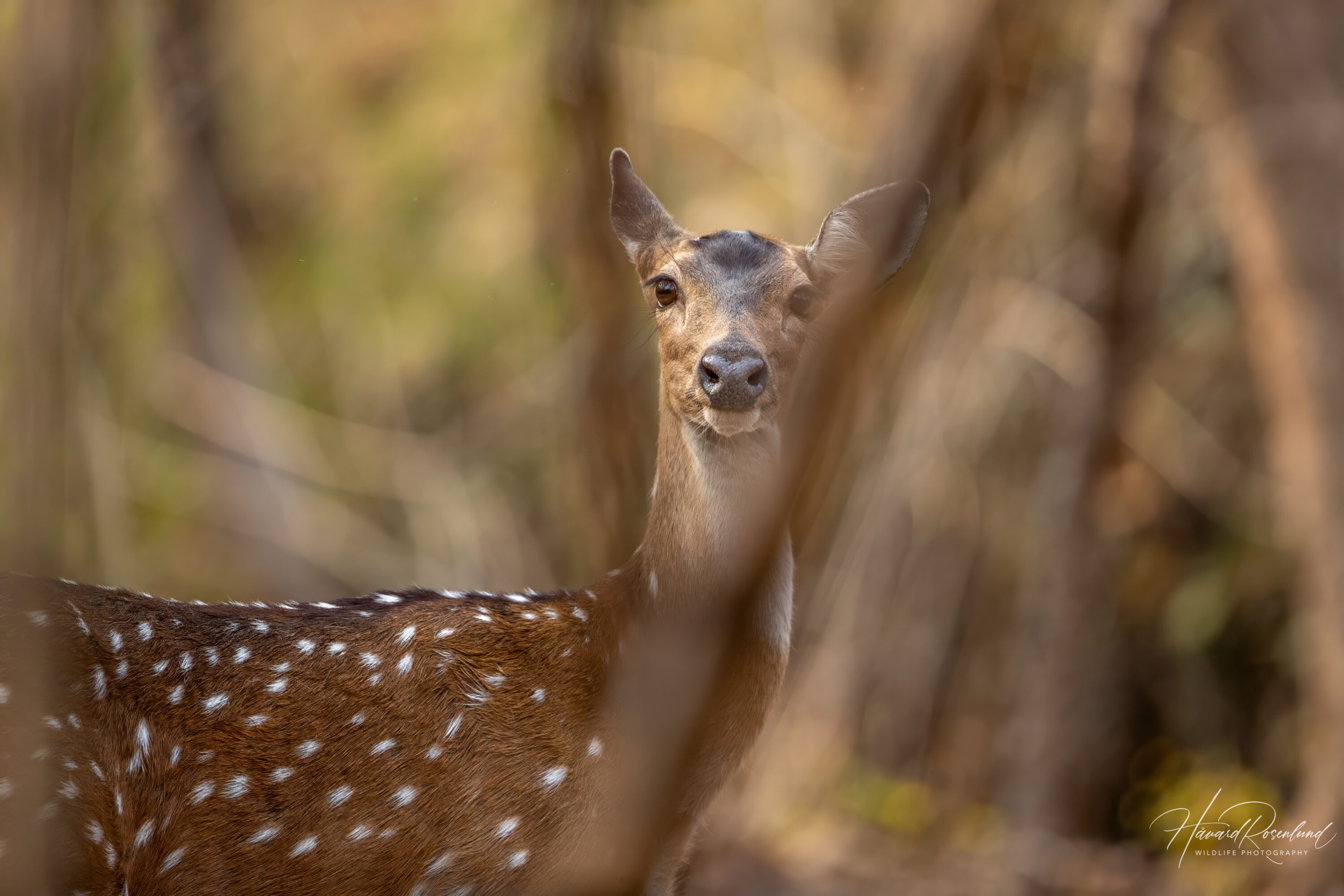 Chital (Axis axis) @ Satpura National Park, India. Photo: Håvard Rosenlund