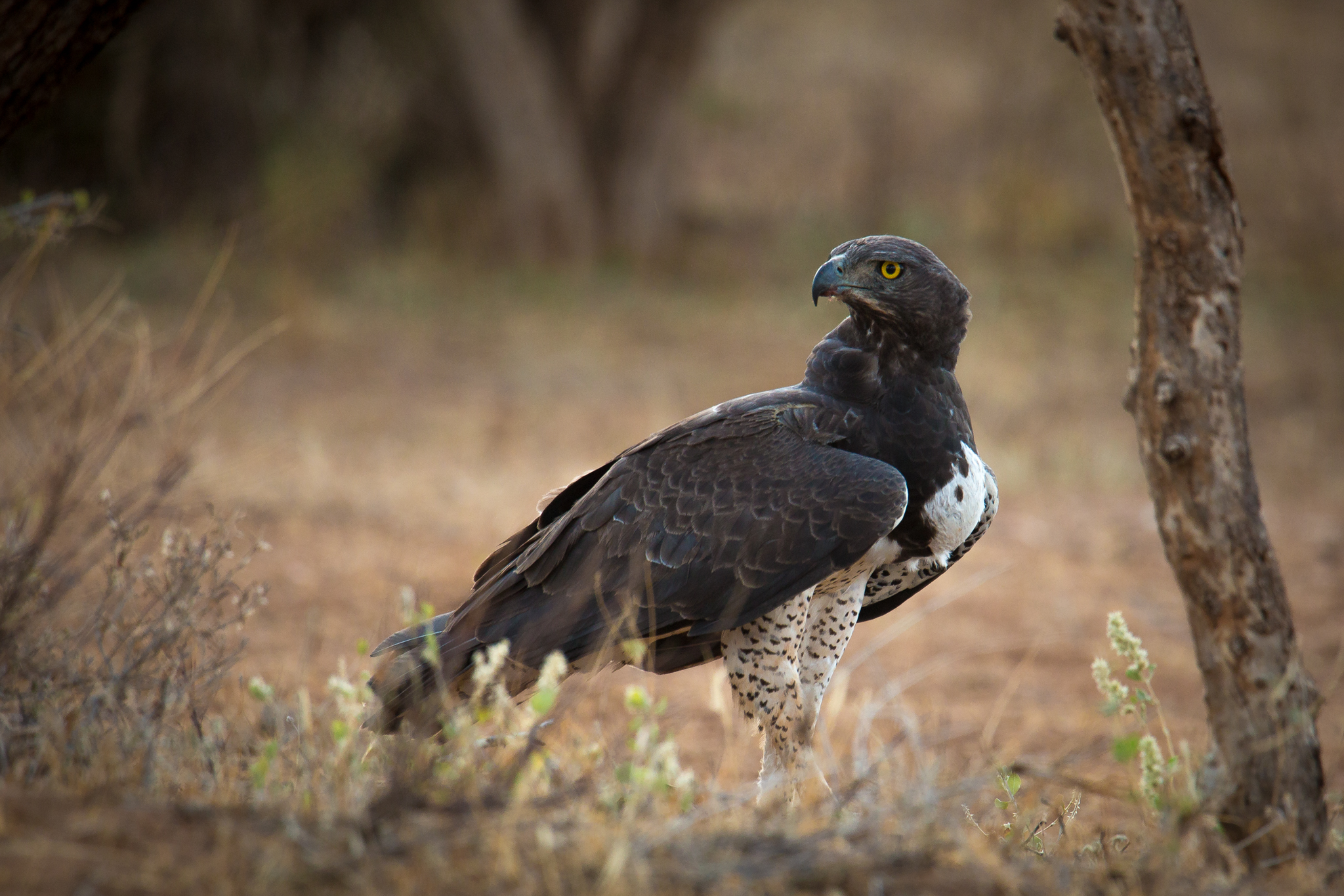 Martial eagle at Samburu National Reserve, Kenya