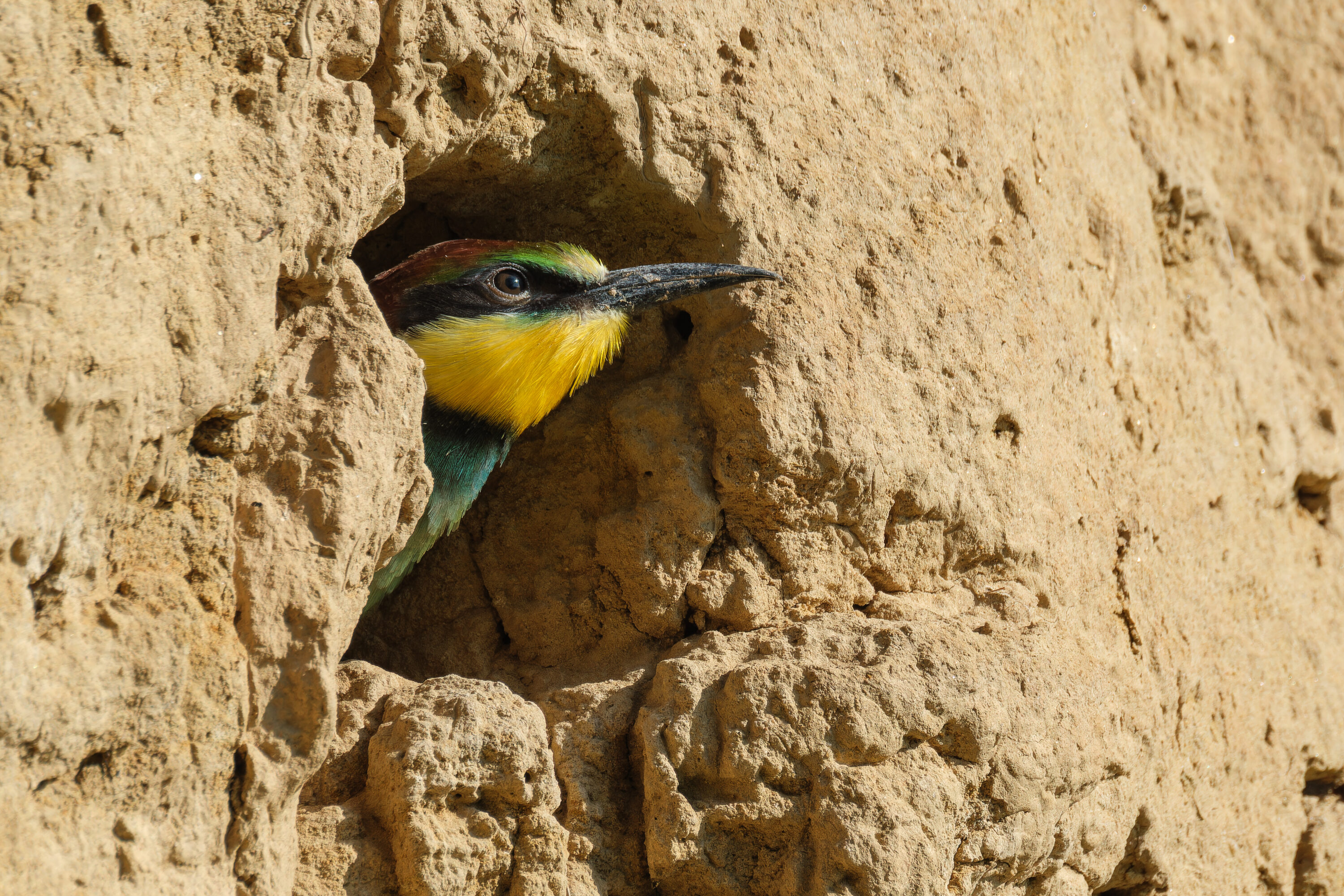 European bee-eater at a nest burrow in Mělnicko, Czech Republic