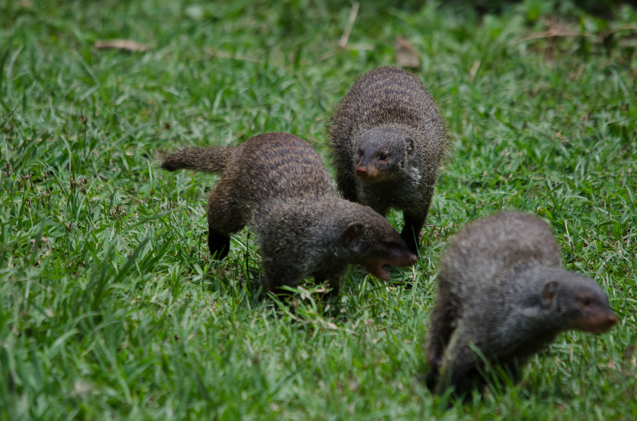 Group of banded mongooses moving through grass in Uganda
