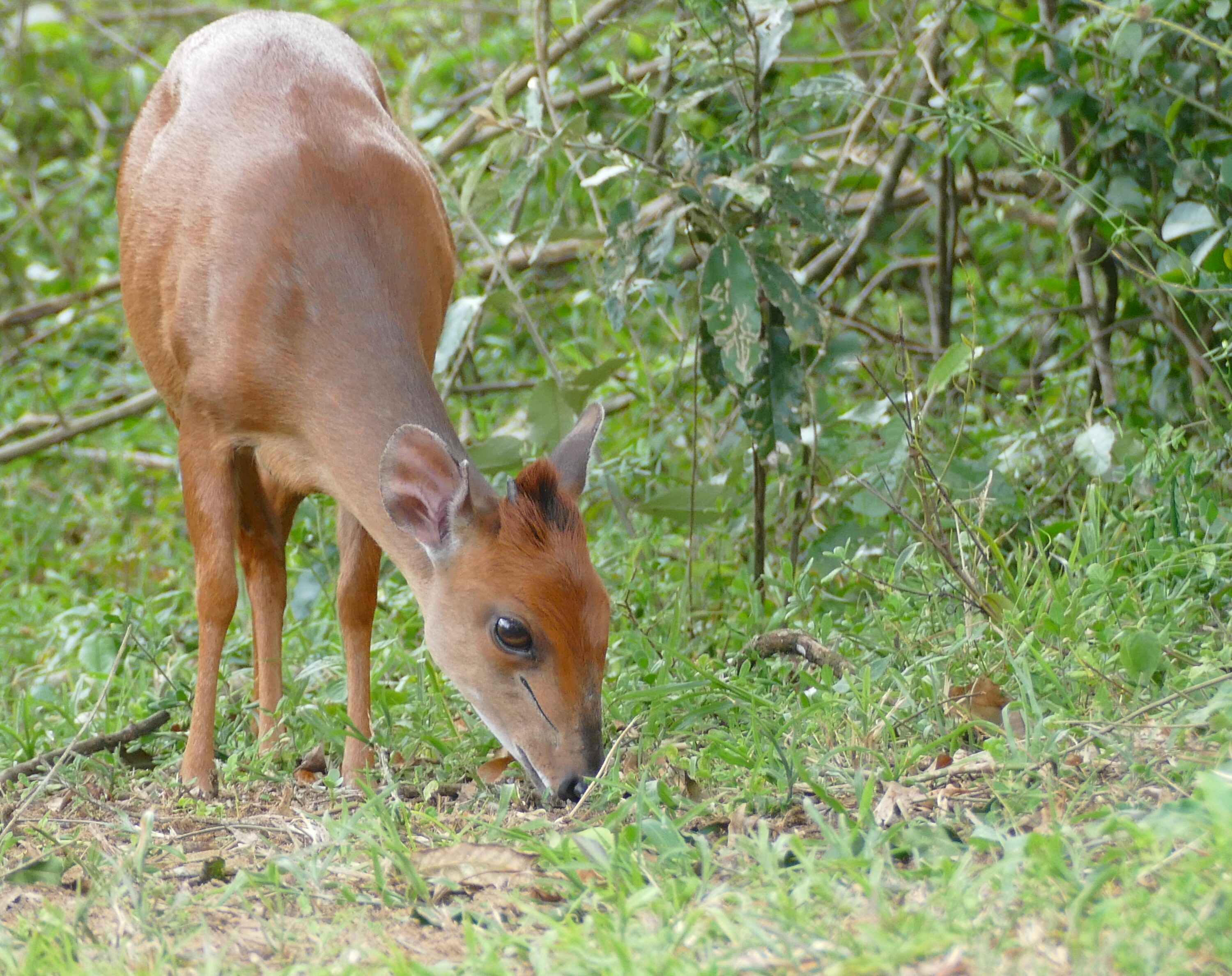 Female Natal red duiker standing in dense vegetation in iSimangaliso Wetland Park