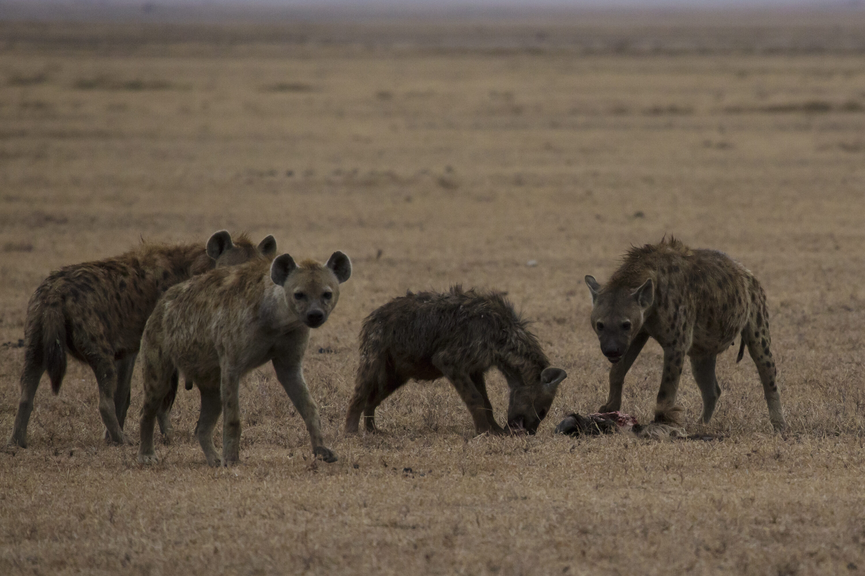 Spotted hyena family group in Ngorongoro Conservation Area, Tanzania