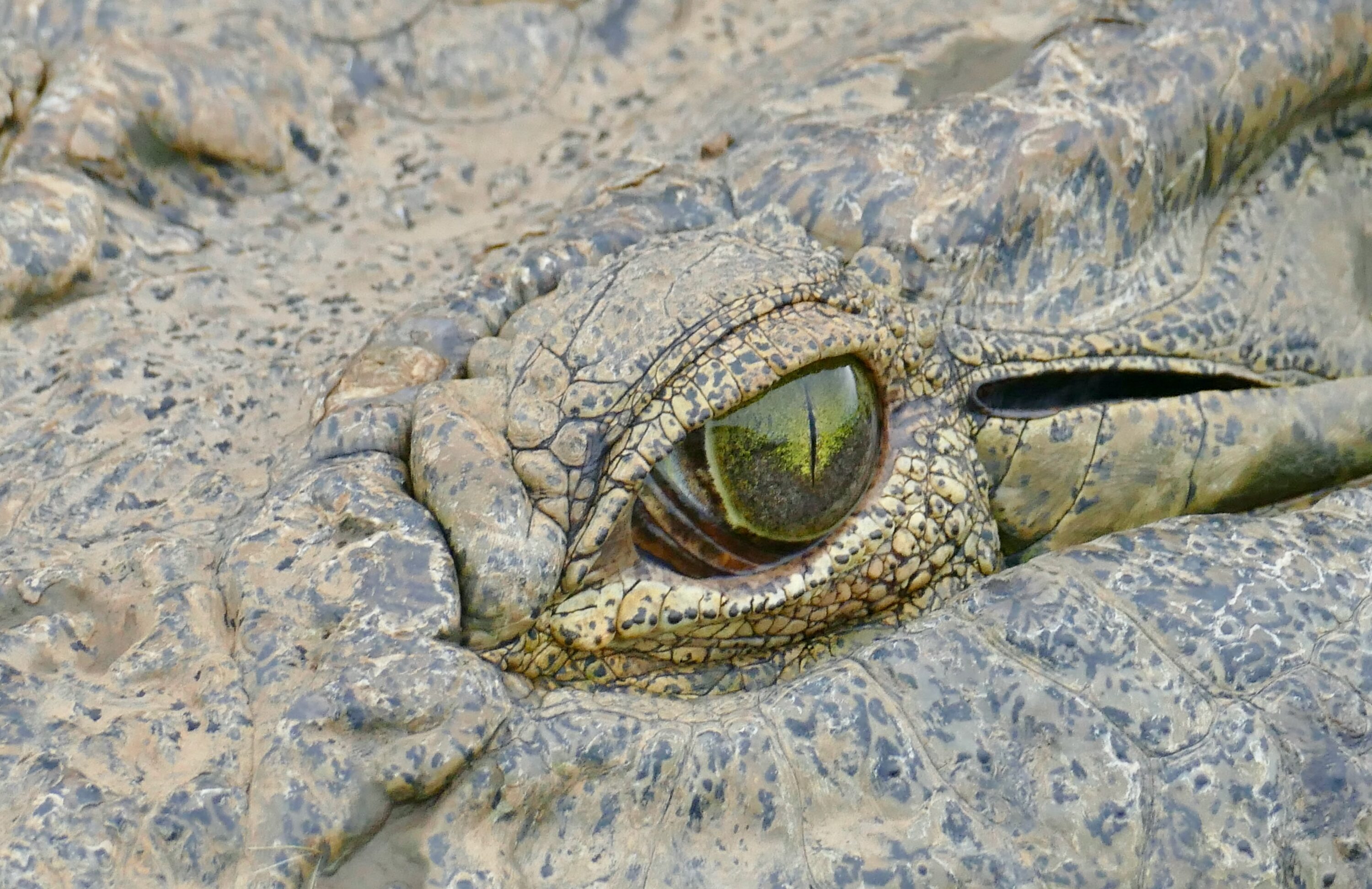 Close-up of the green eye of a Nile crocodile
