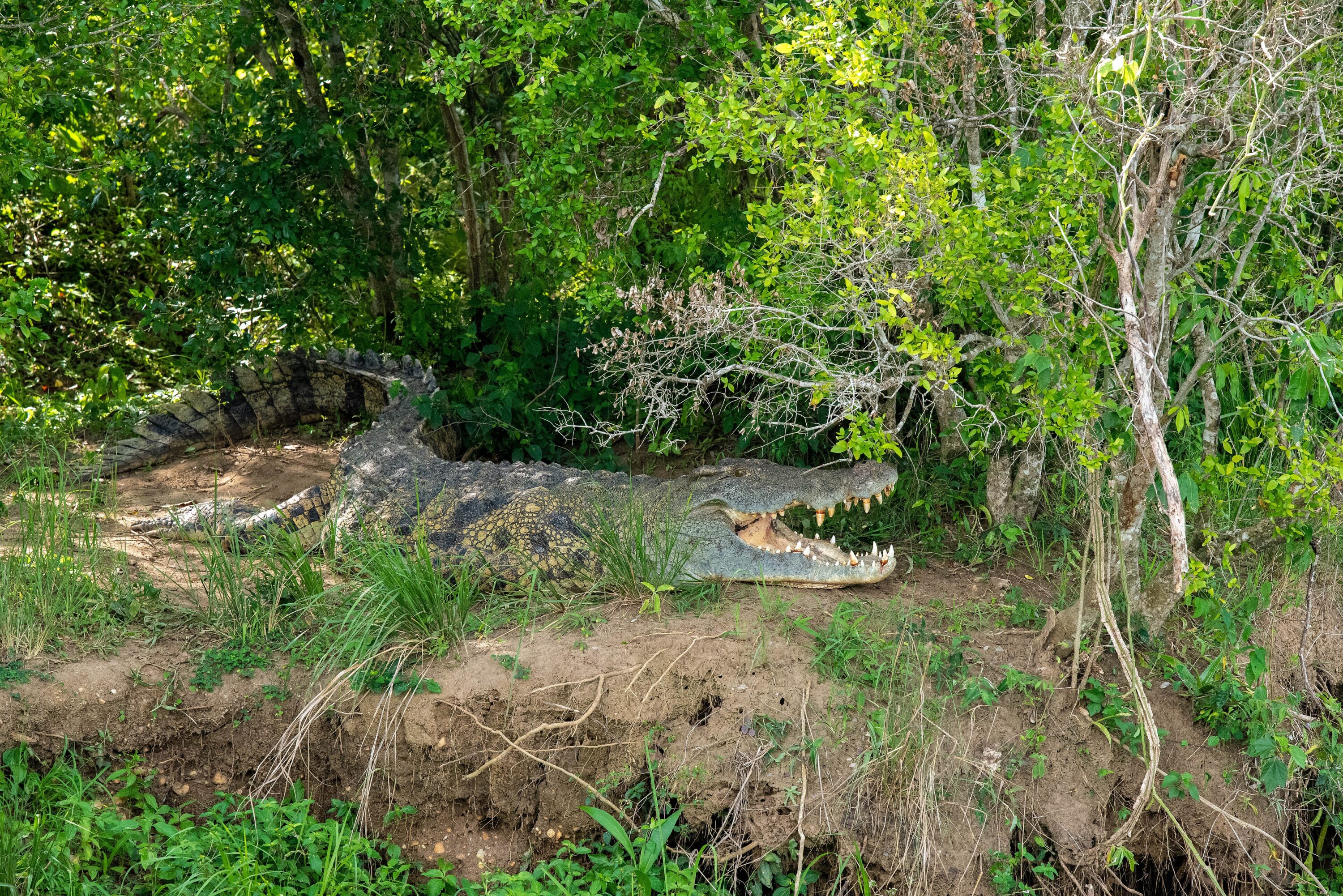 Nile crocodile resting in shade in Murchison Falls National Park, Uganda