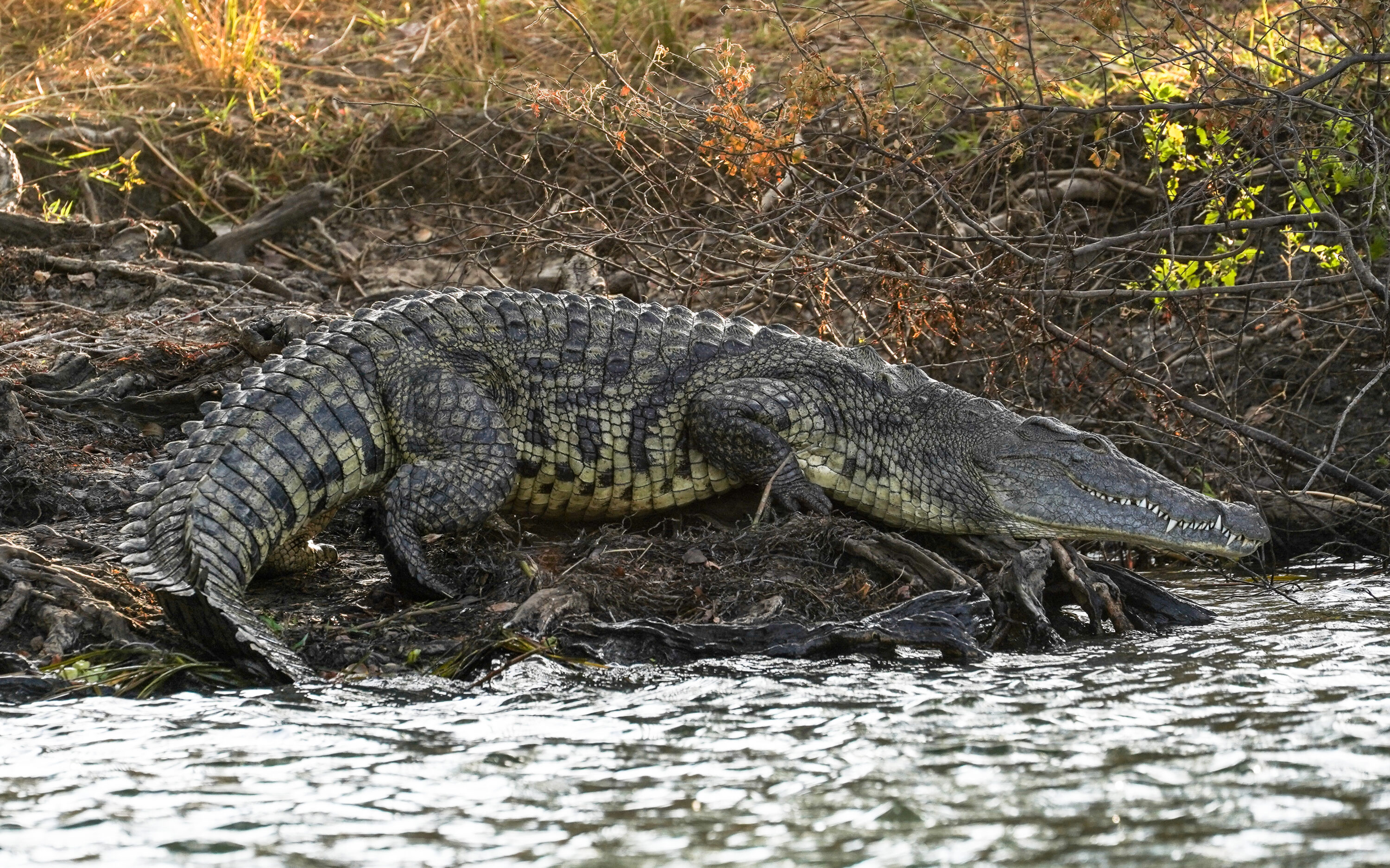 Nile crocodile resting on the bank of the Kafue River