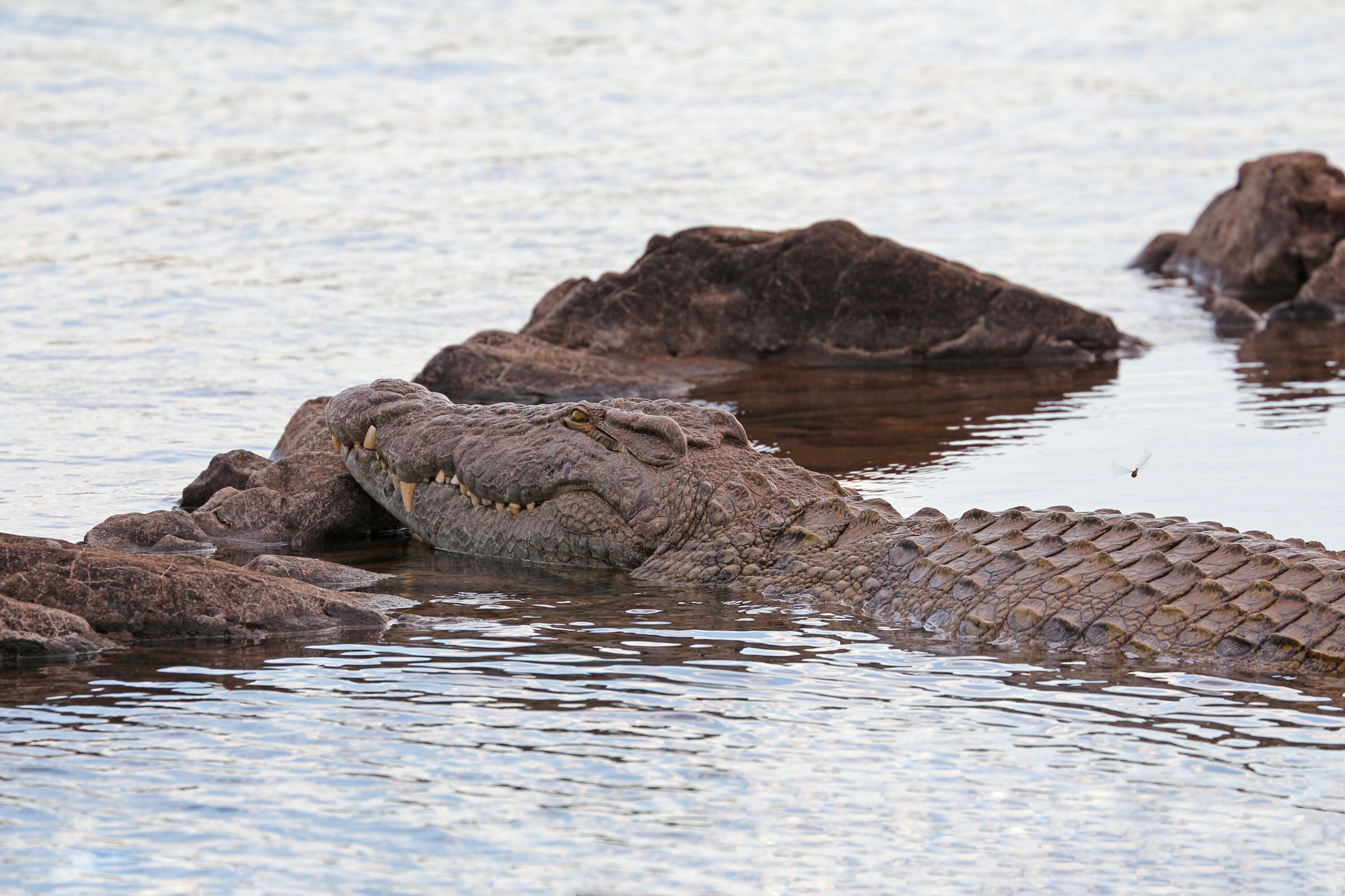 Nile crocodile partly submerged among rocks in the Zambezi River