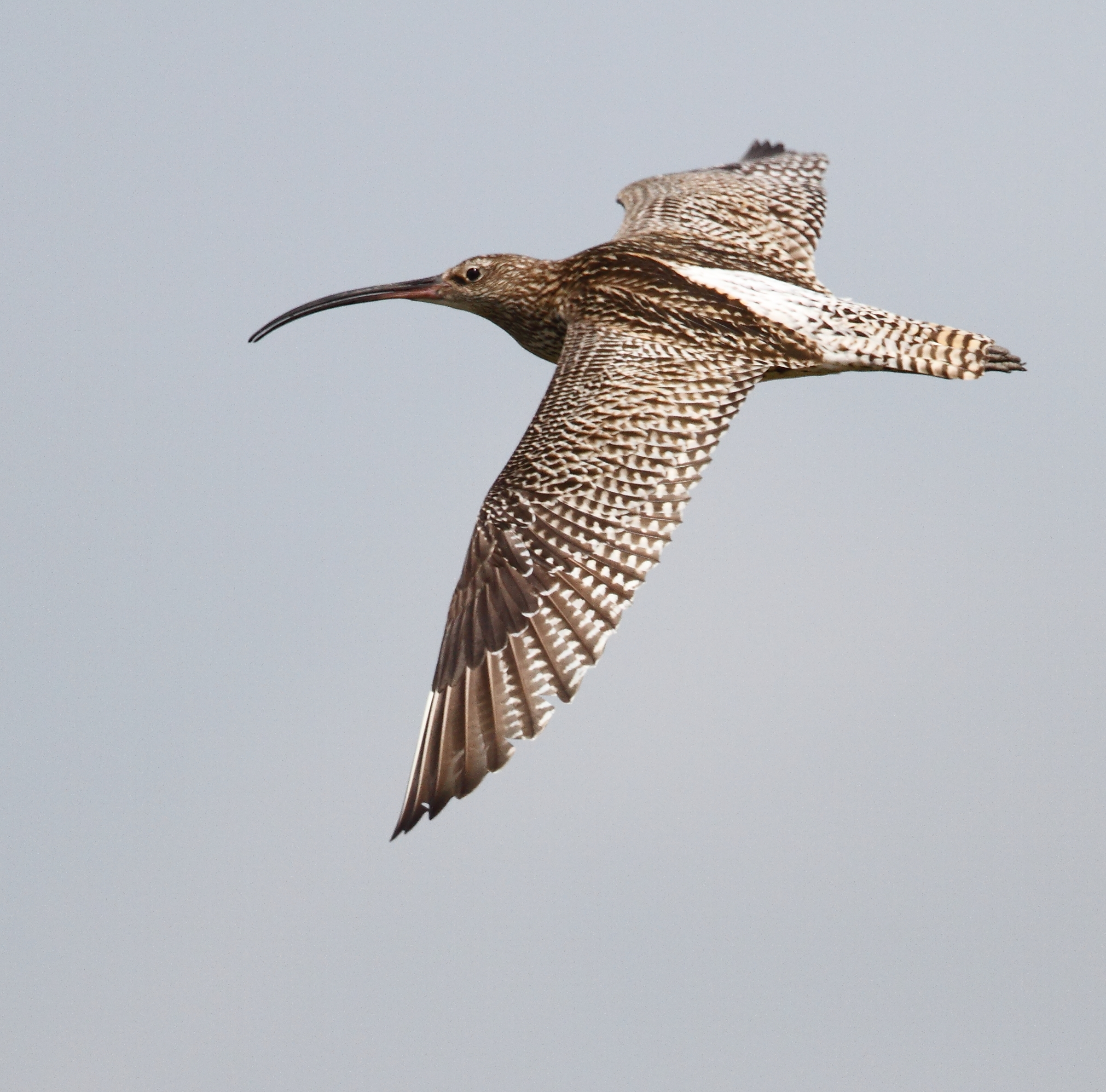 Eurasian curlew flying against the sky