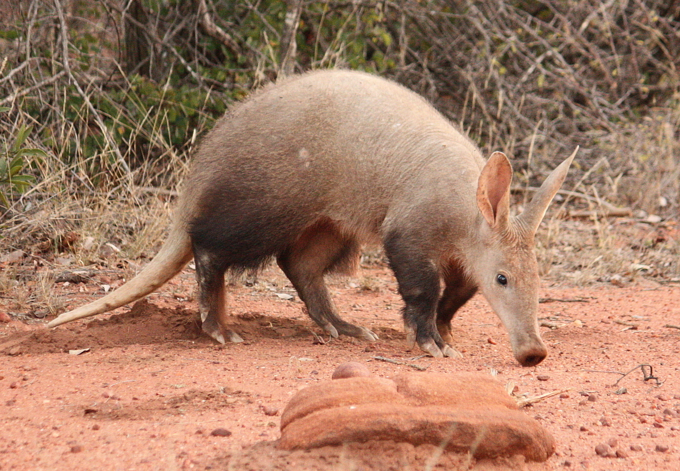 Aardvark / jordsvin (Orycteropus afer)