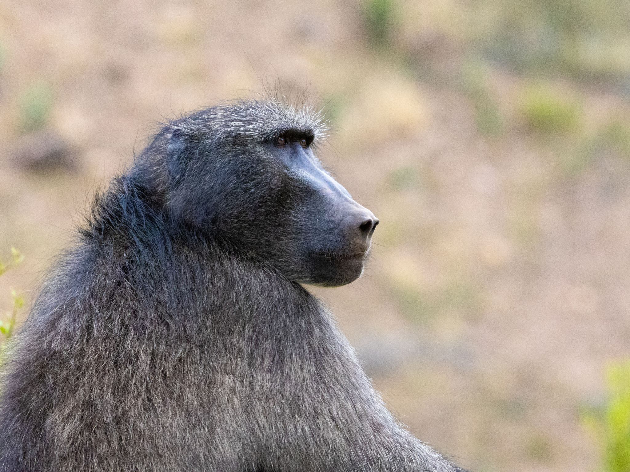 Cape chacma baboon looking across the landscape in South Africa