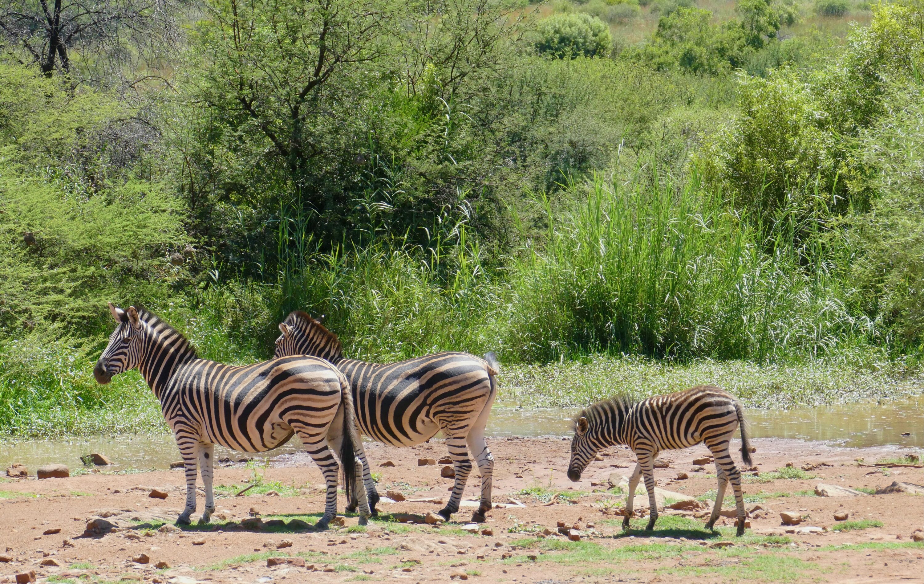 Group of plains zebras standing together in Pilanesberg National Park