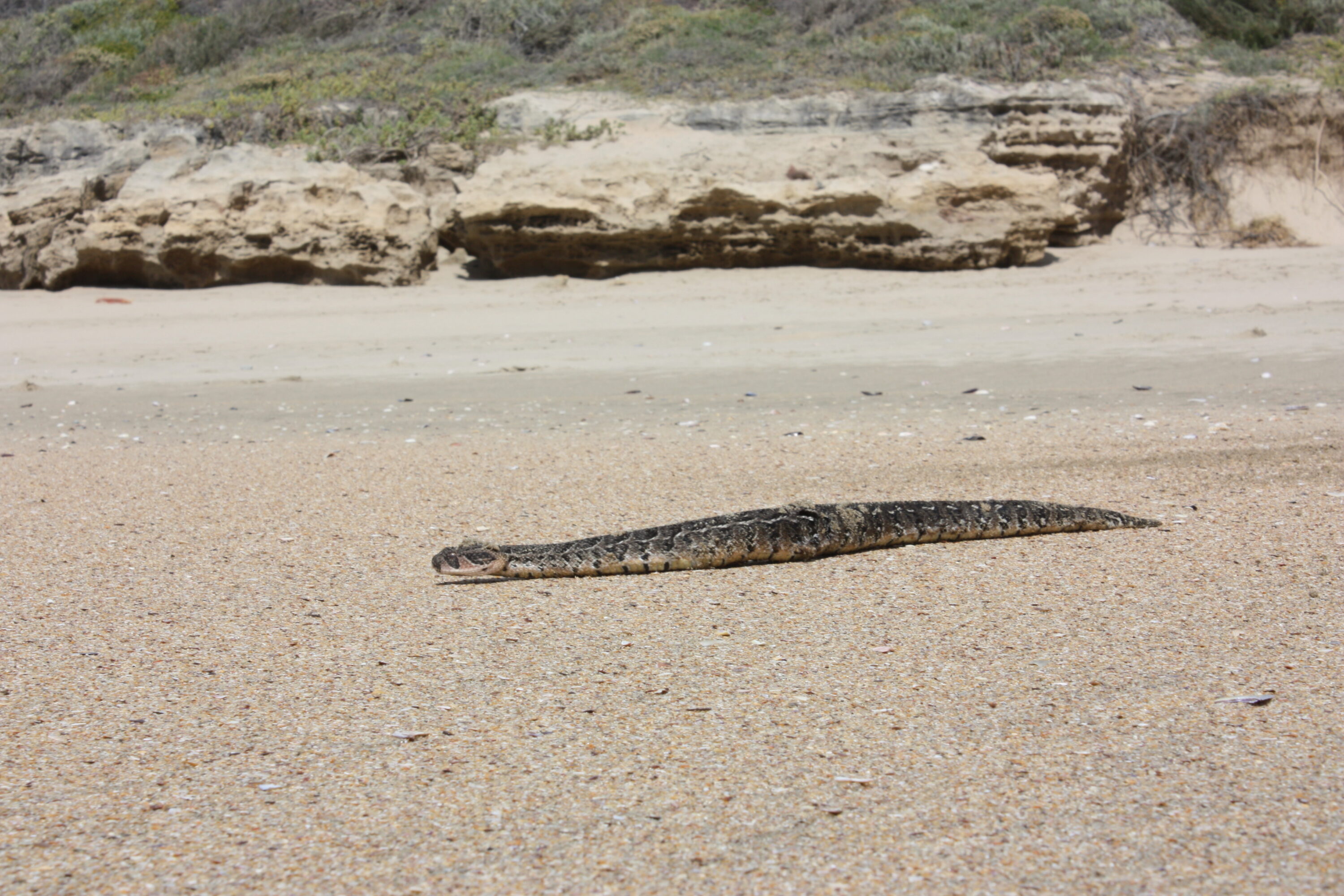 Wild puff adder moving across sand at Boggomsbaai, South Africa