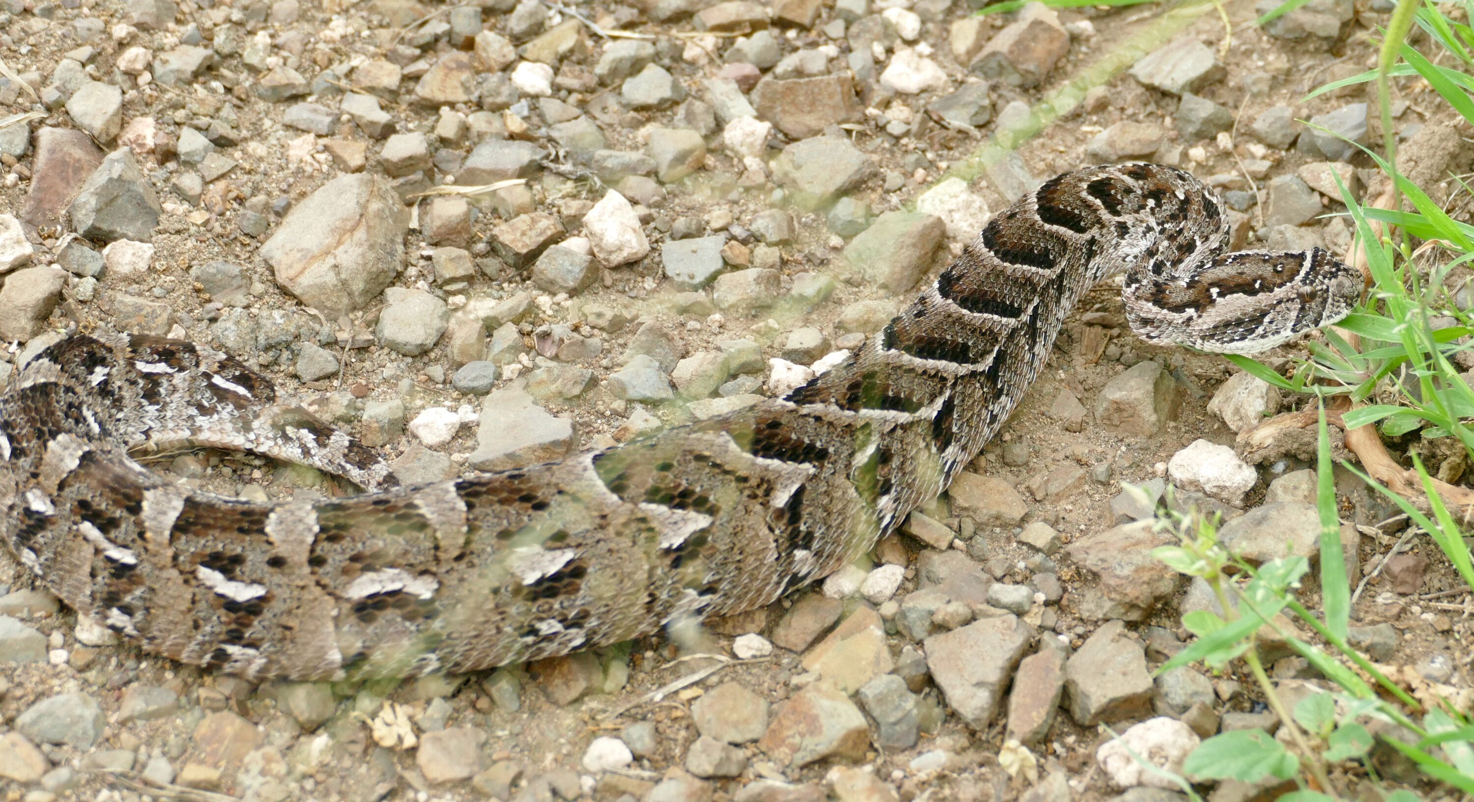 Puff adder in natural habitat