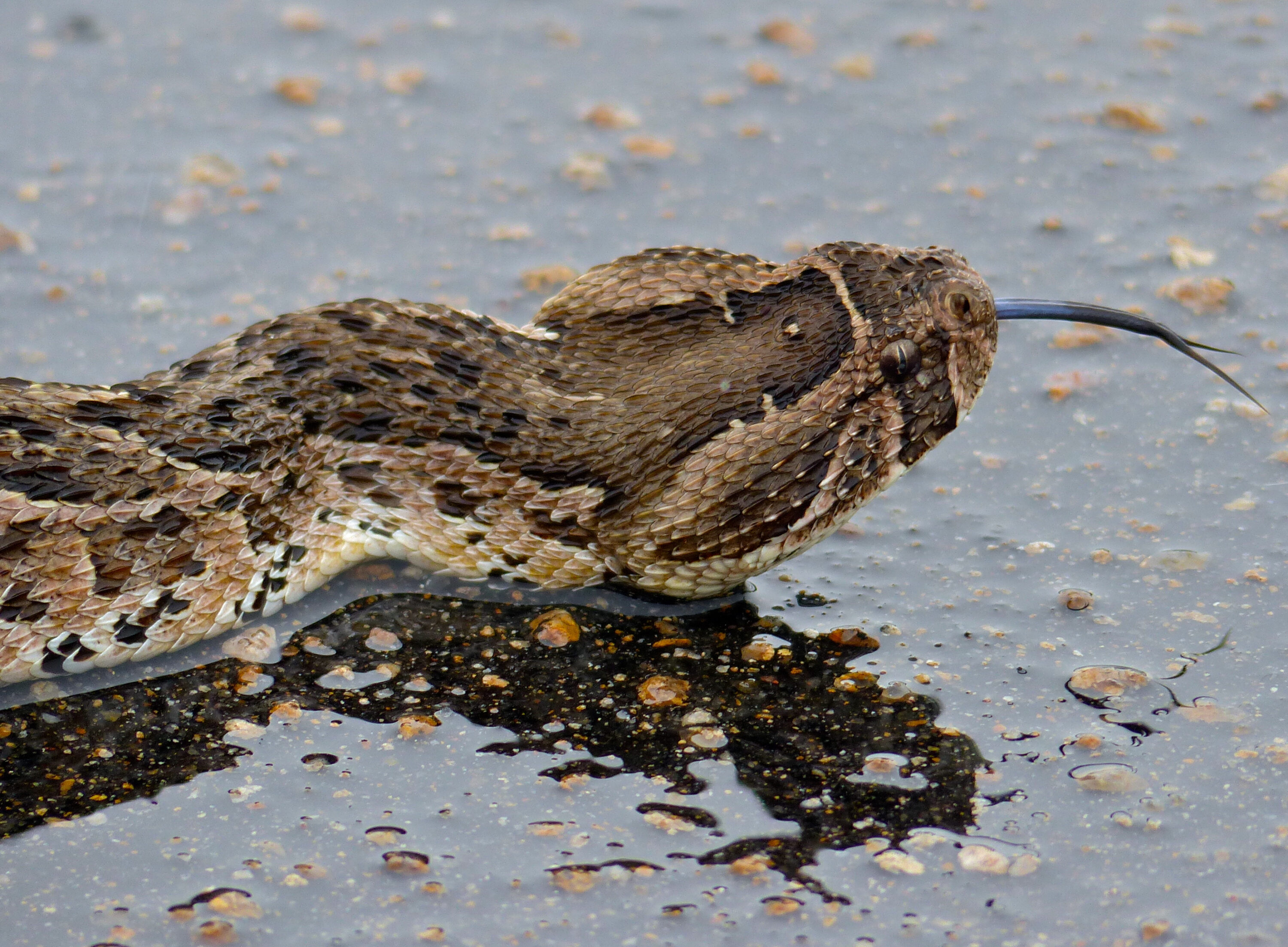 Close-up of a puff adder