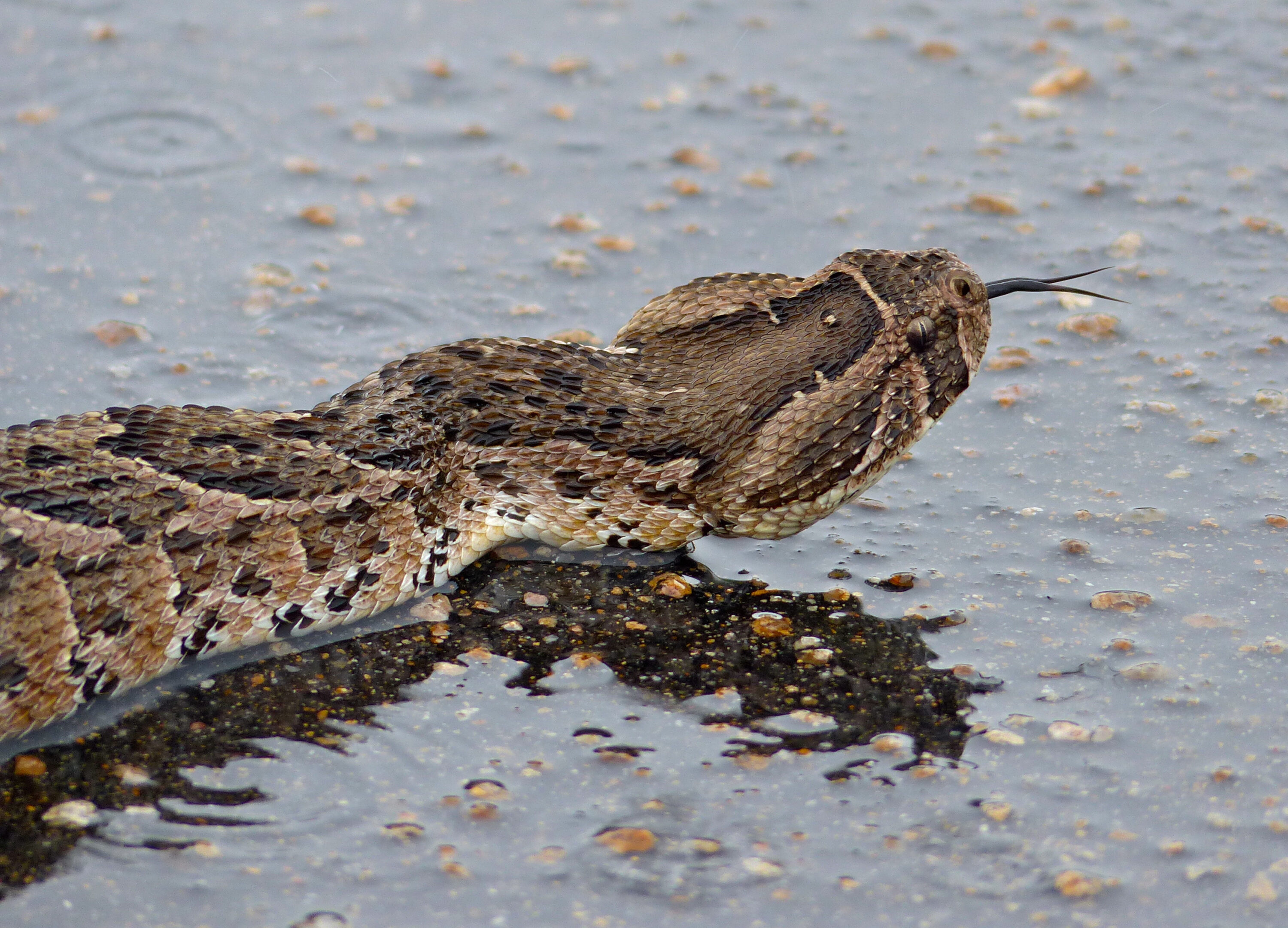 Wild puff adder with tongue extended on a wet road in Kruger National Park