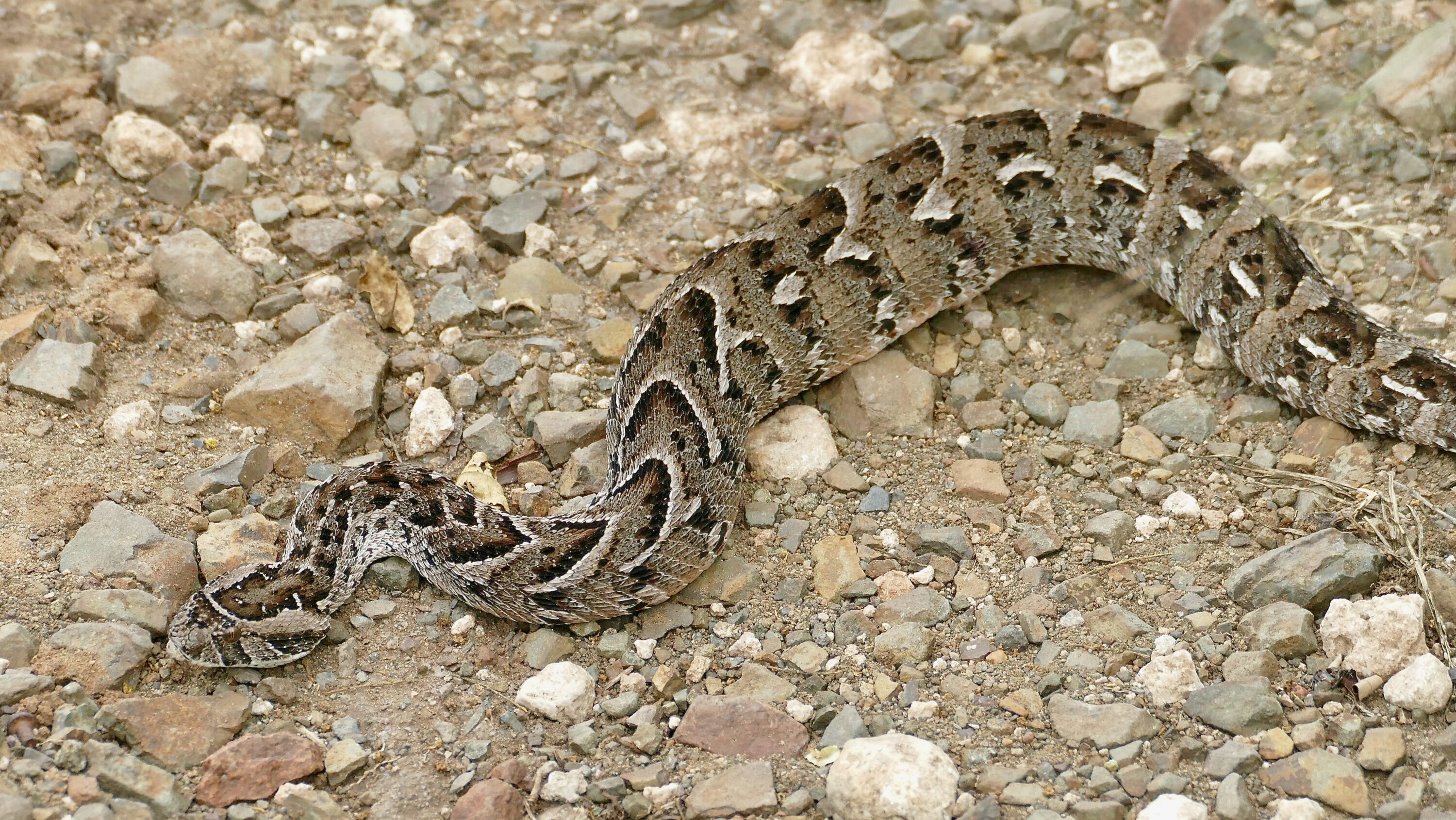 Puff adder coiled on rocky ground