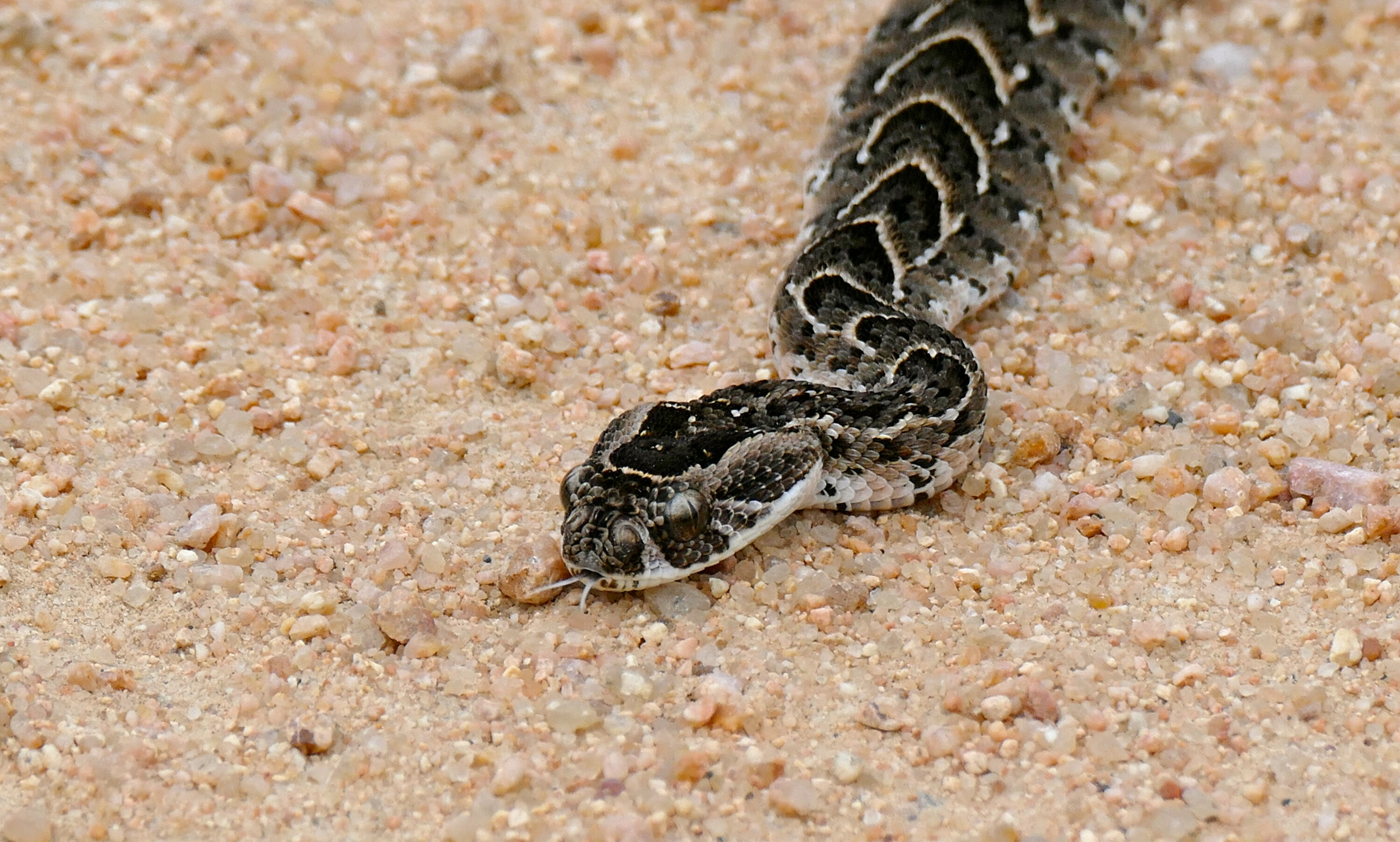 Juvenile puff adder moving over sandy ground in Kruger National Park