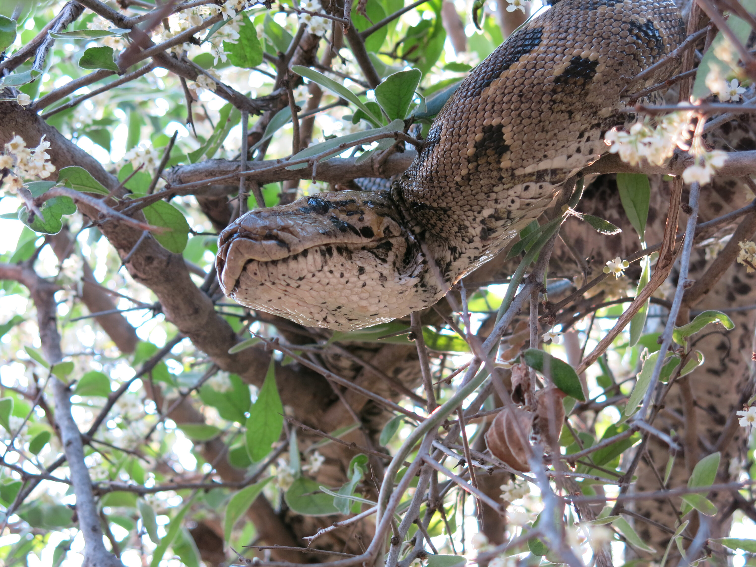 Southern African python in Kruger National Park, South Africa