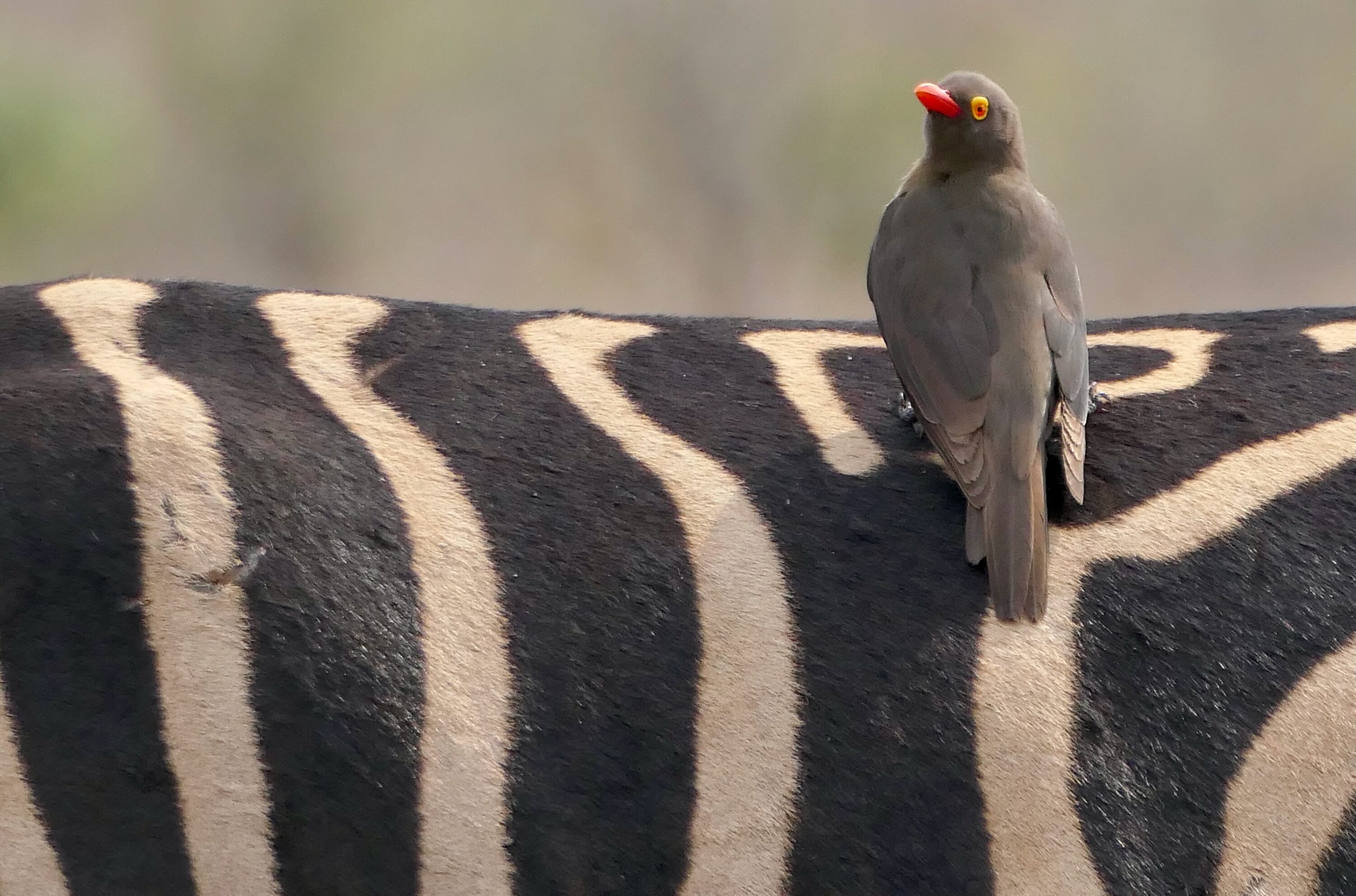 Red-billed oxpecker perched on the striped back of a plains zebra