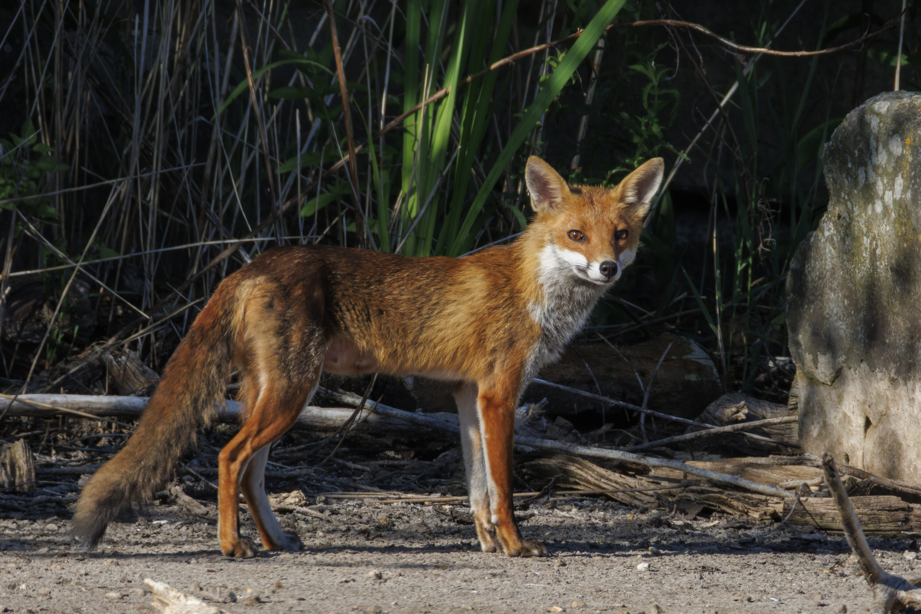 Female red fox standing near vegetation and a stone structure