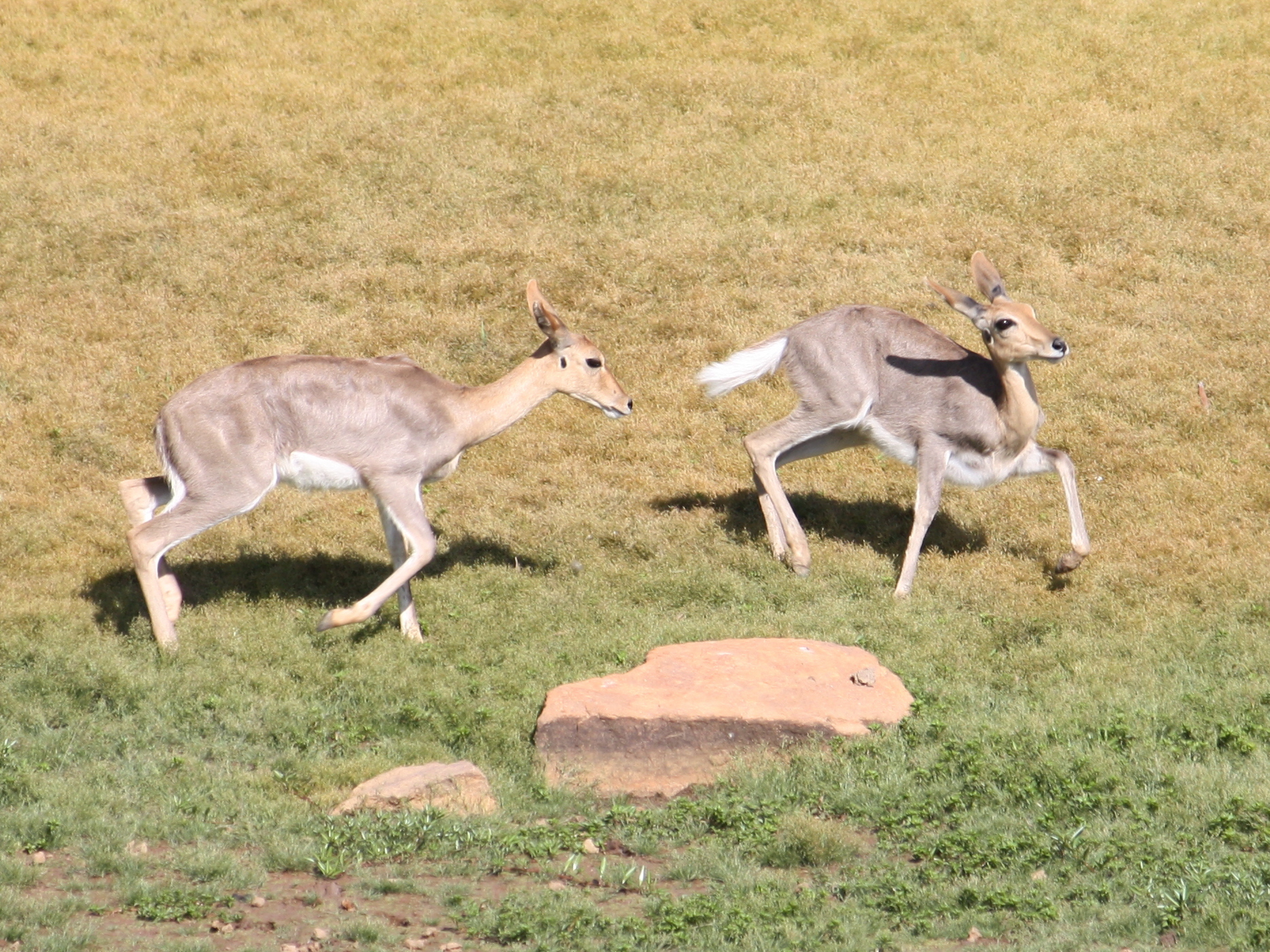 Two mountain reedbuck running across open grassland