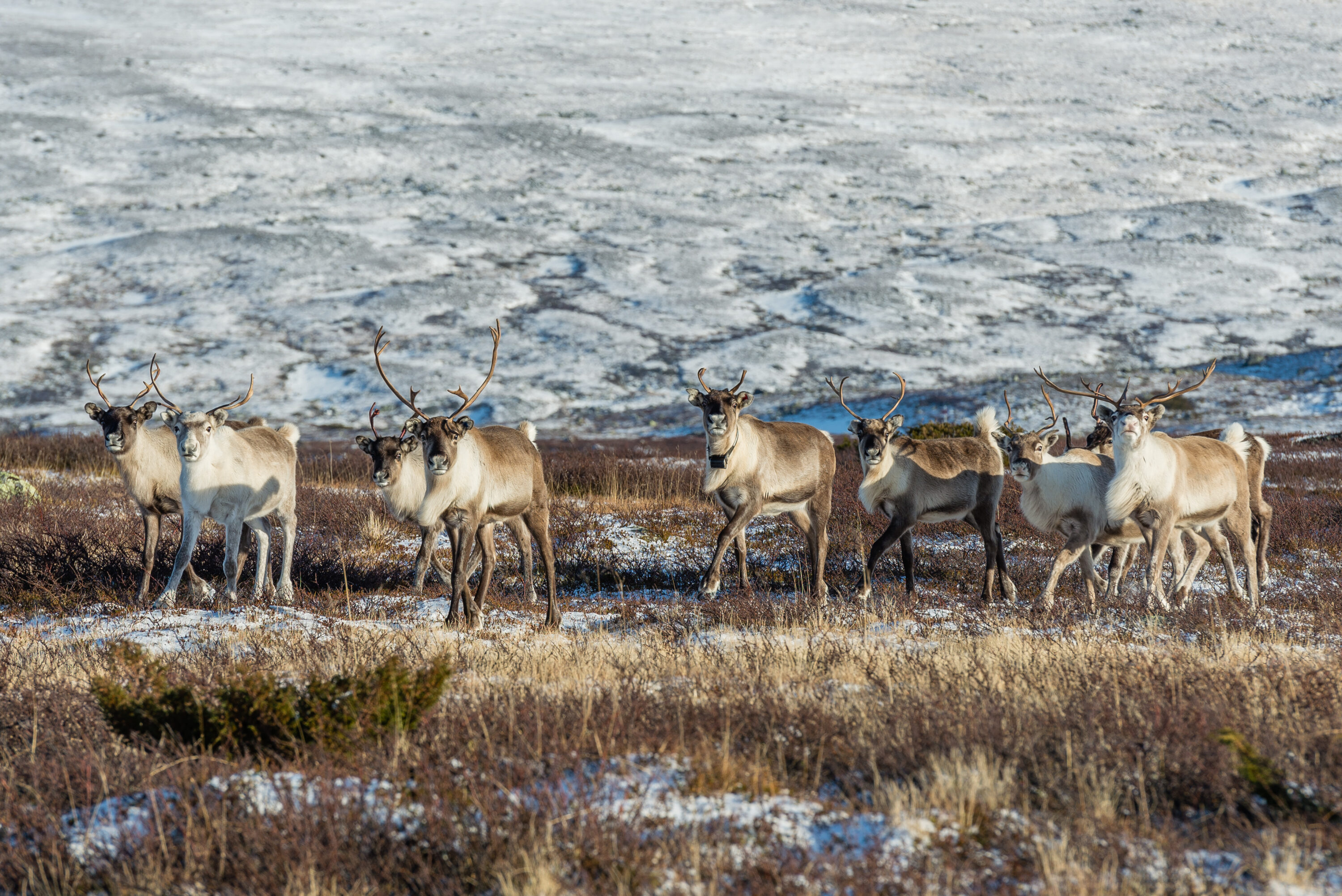 Reindeer herd in mountain tundra in Jämtland, Sweden