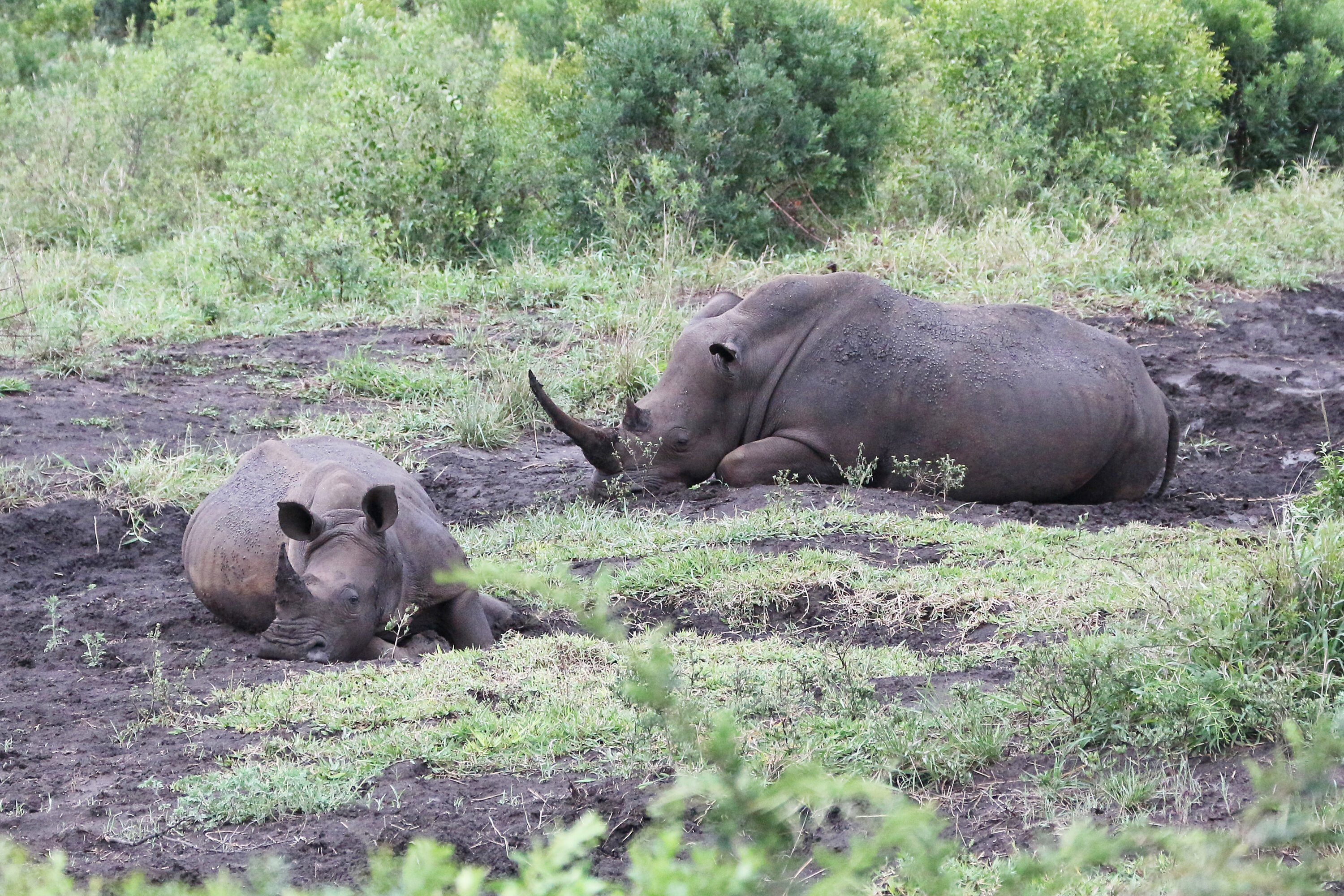 White rhinoceros in Hluhluwe–iMfolozi Park, South Africa