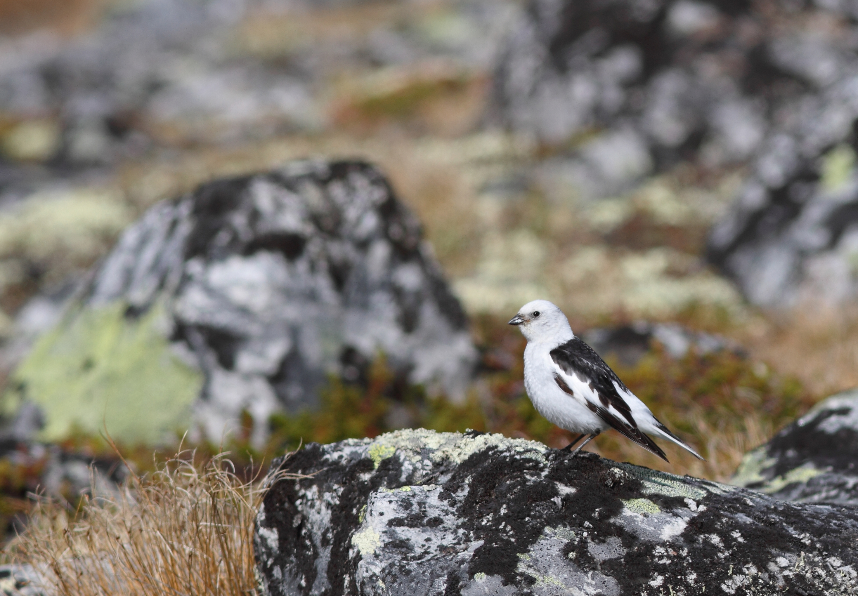 Snow bunting in breeding plumage on rocky tundra in Dovrefjell