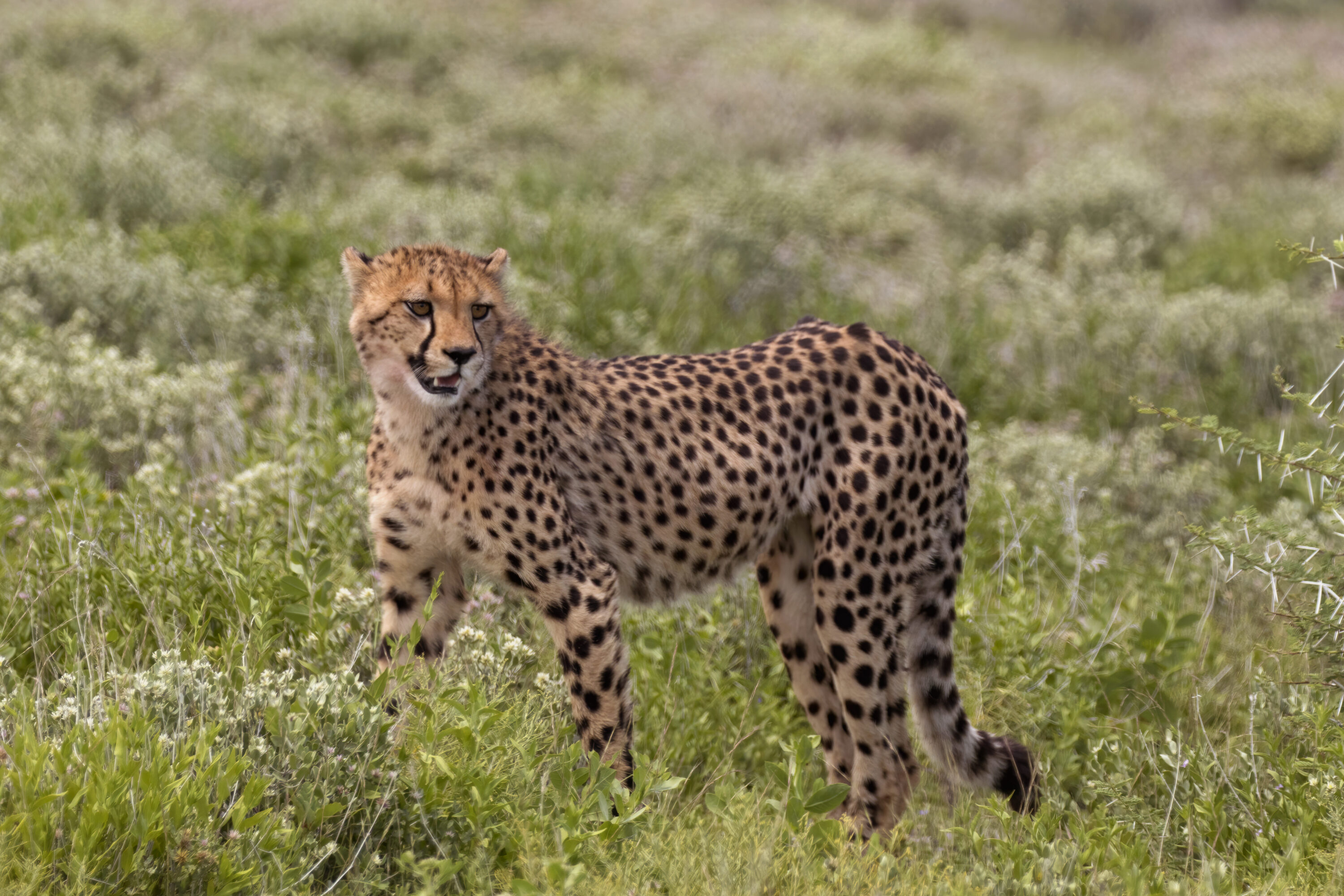 South African cheetah standing in natural habitat in Etosha National Park, Namibia
