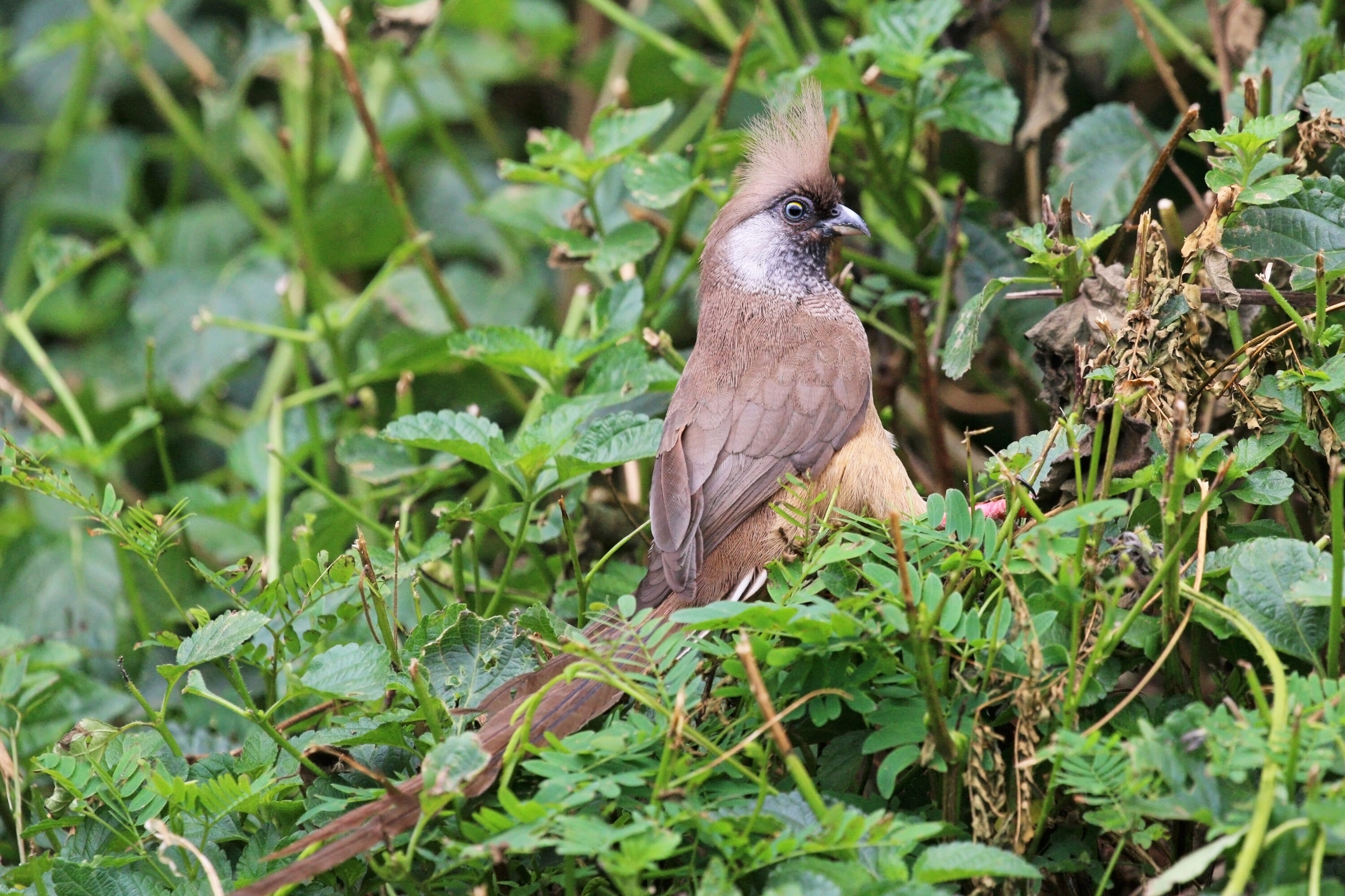 Speckled Mousebird perched among green vegetation