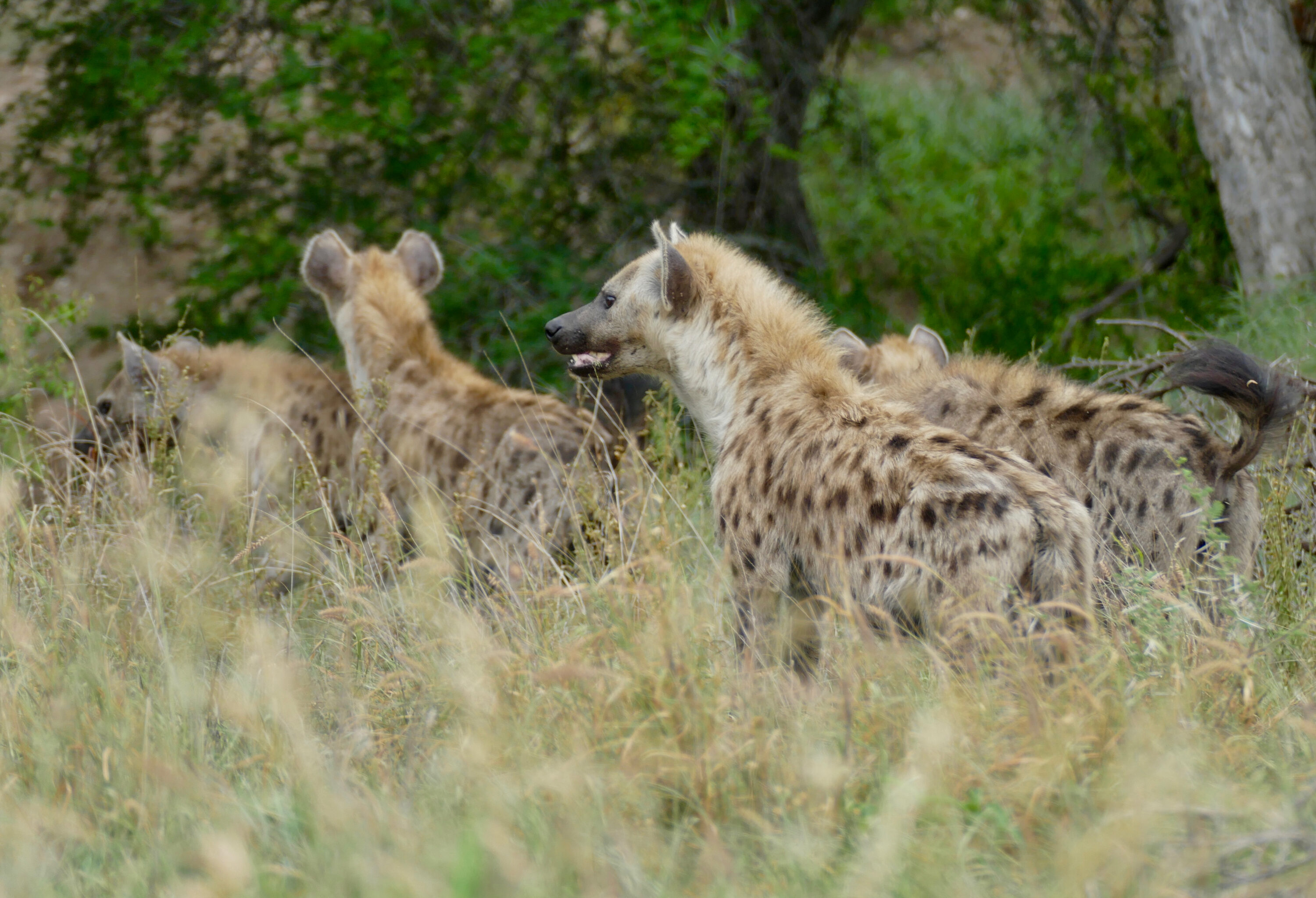 Spotted hyenas waiting near a lion kill in Kruger National Park