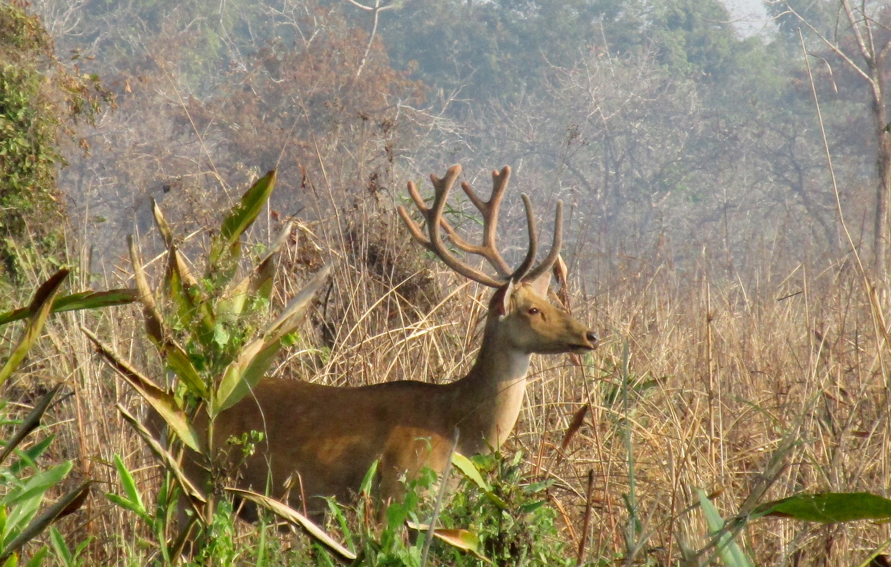 Swamp deer at Manas National Park