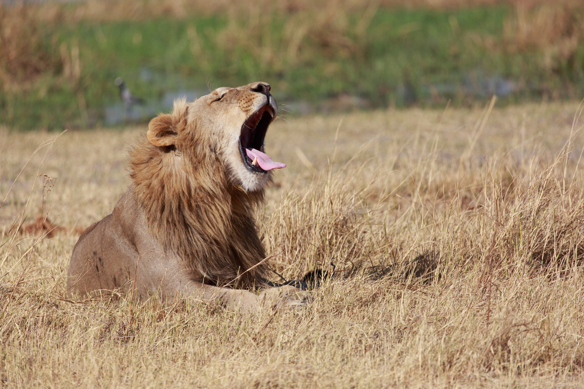 Male lion roaring near the Khwai River in Botswana