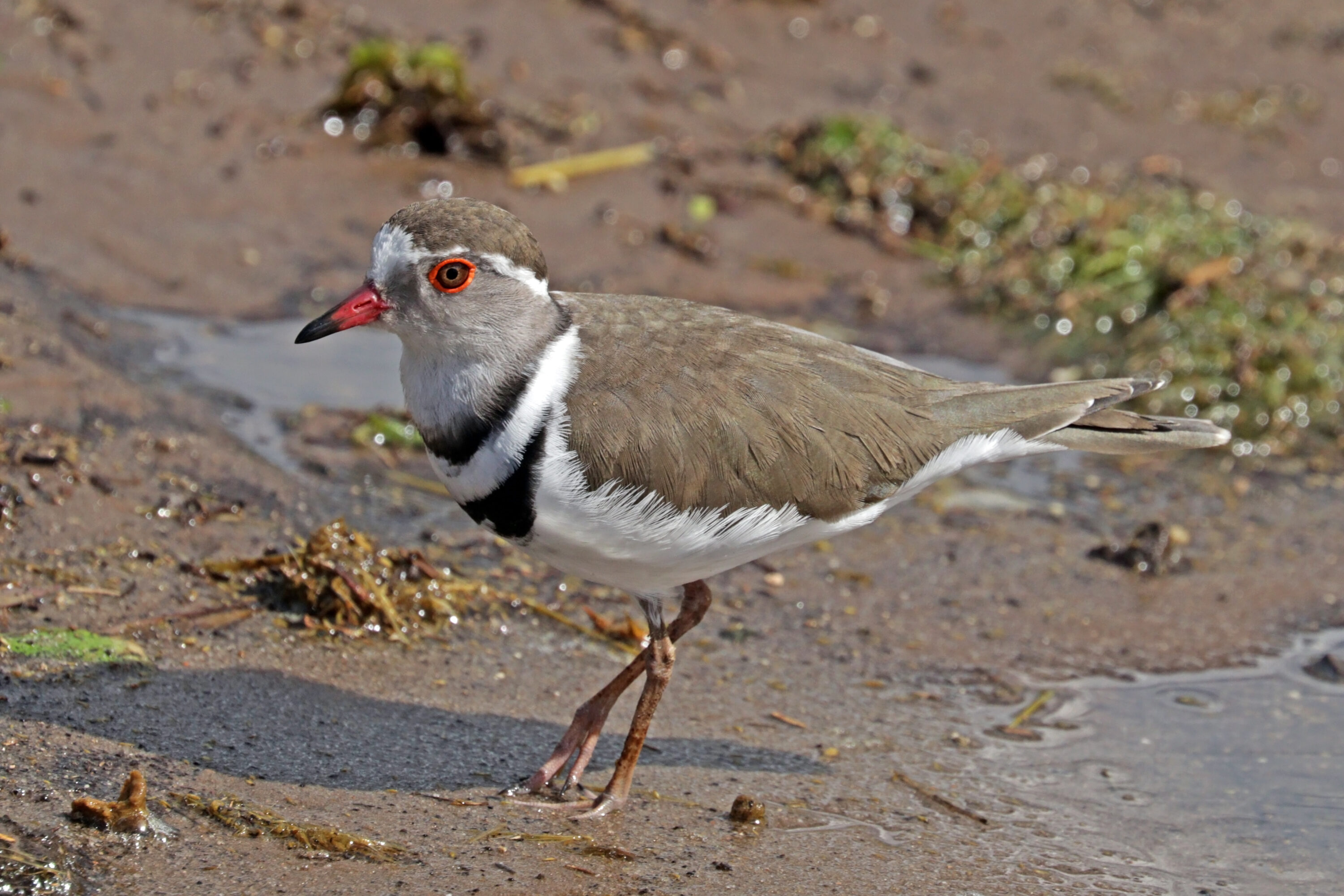 Three-banded Plover standing at the edge of shallow water
