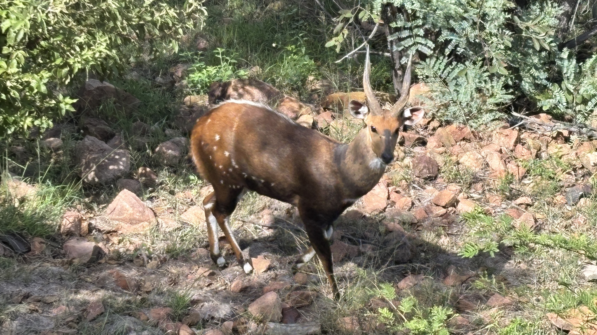 Cape bushbuck standing in natural habitat in South Africa