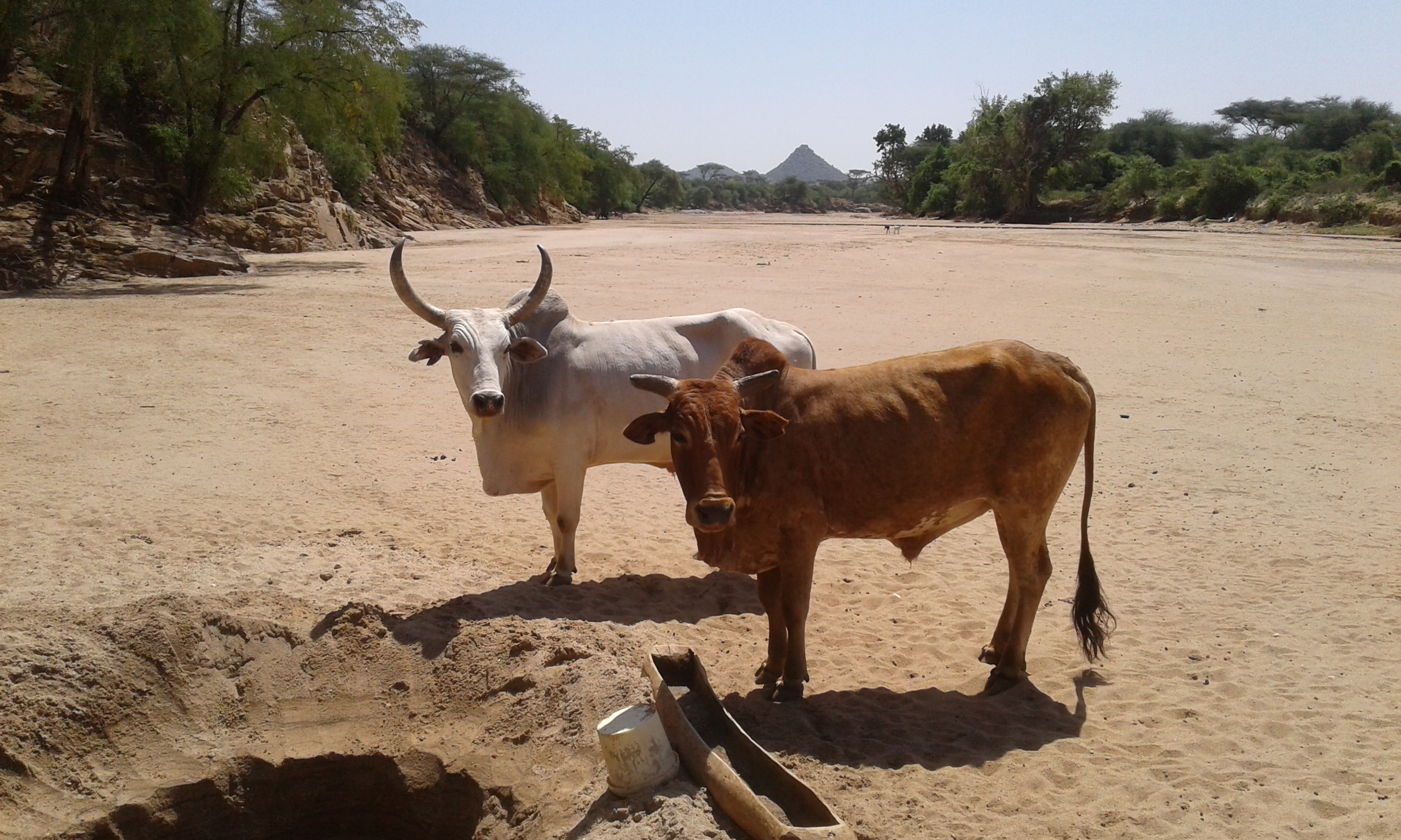 Two cattle standing in a dry riverbed in Ethiopia's Omo Valley