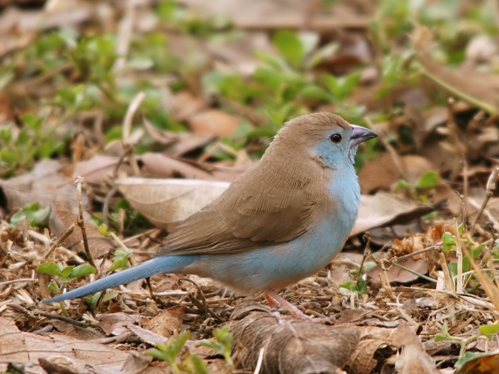 Blue waxbill standing on the ground