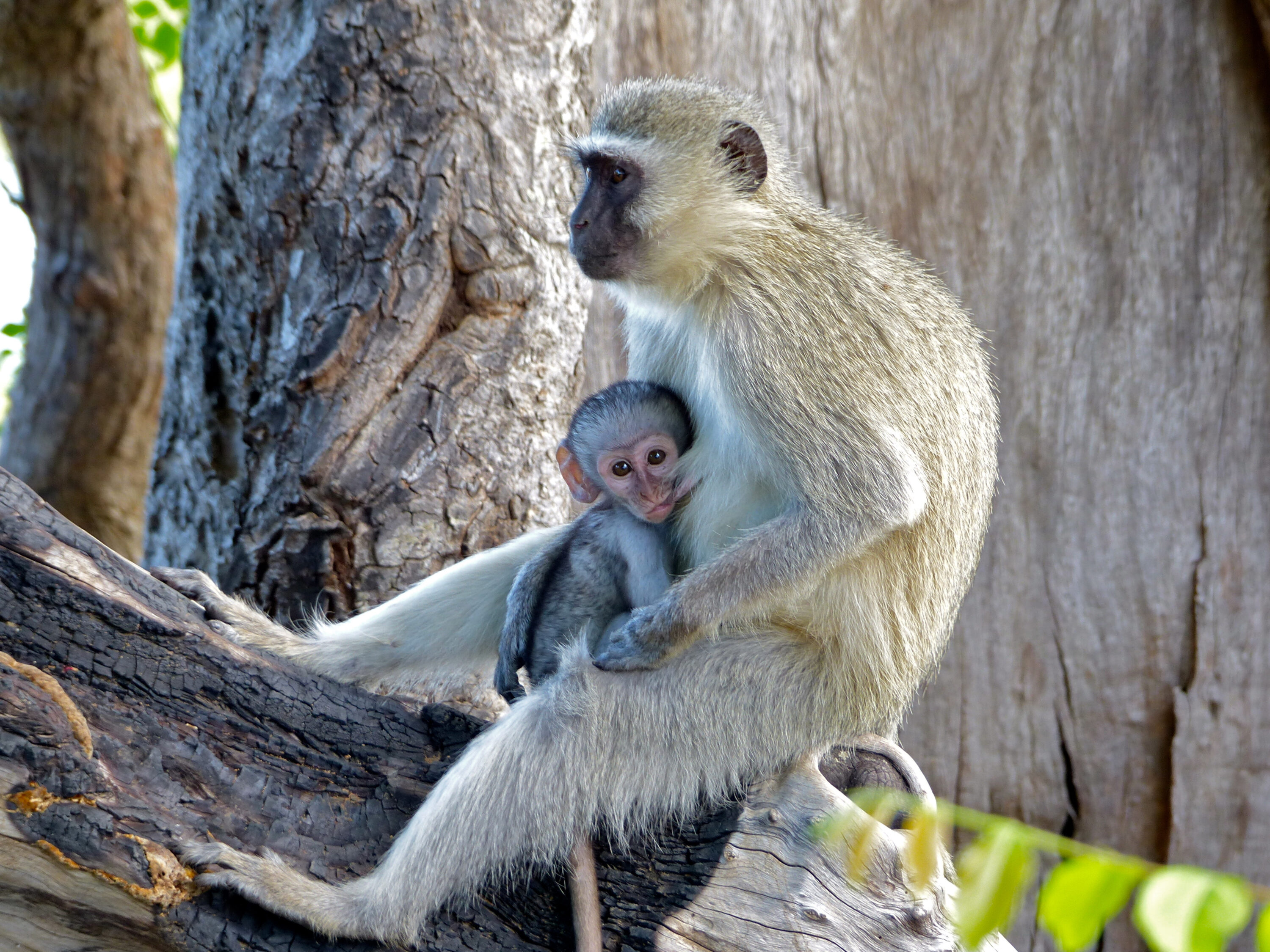 Female vervet monkey nursing her young in Kruger National Park