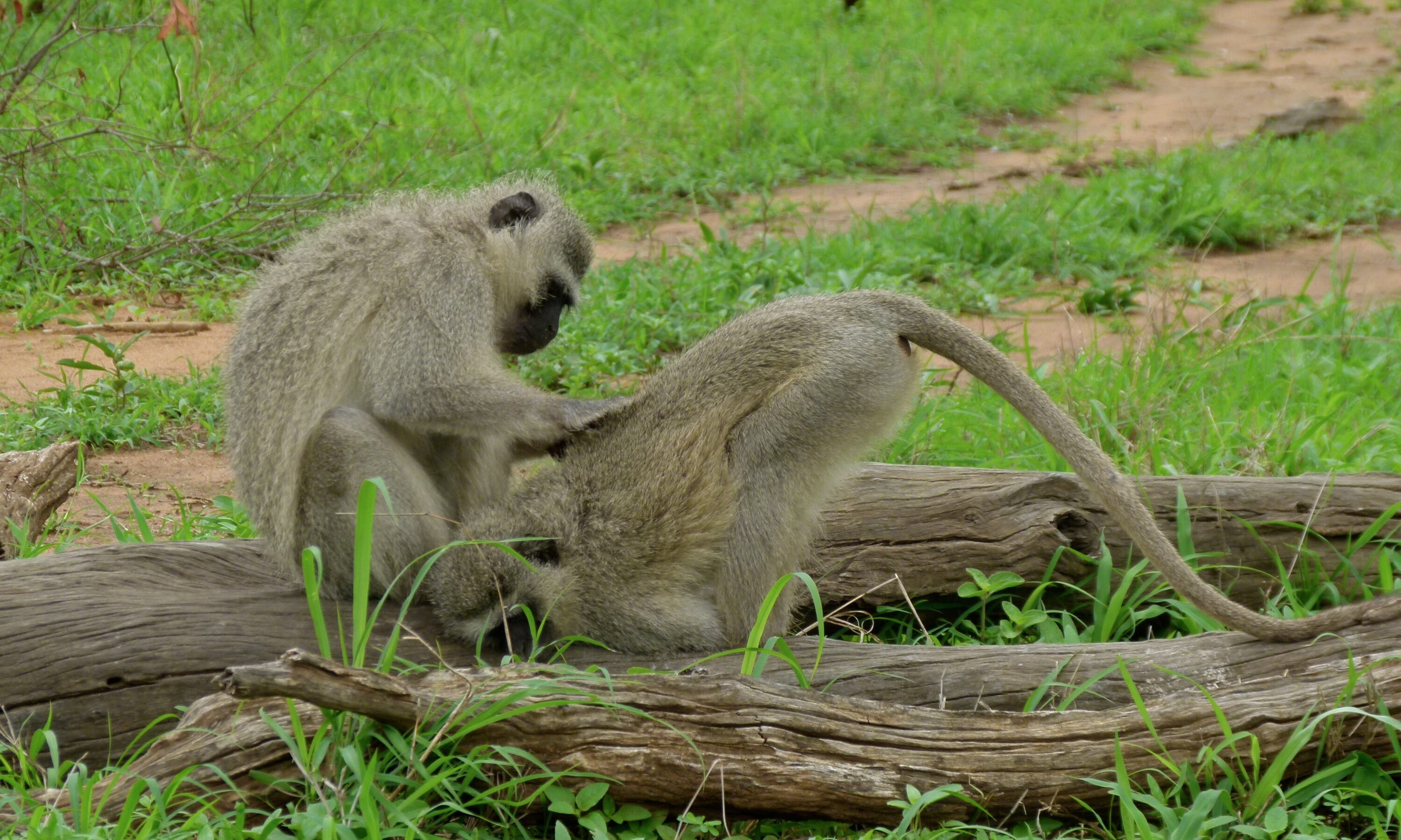 Two wild vervet monkeys grooming in Kruger National Park
