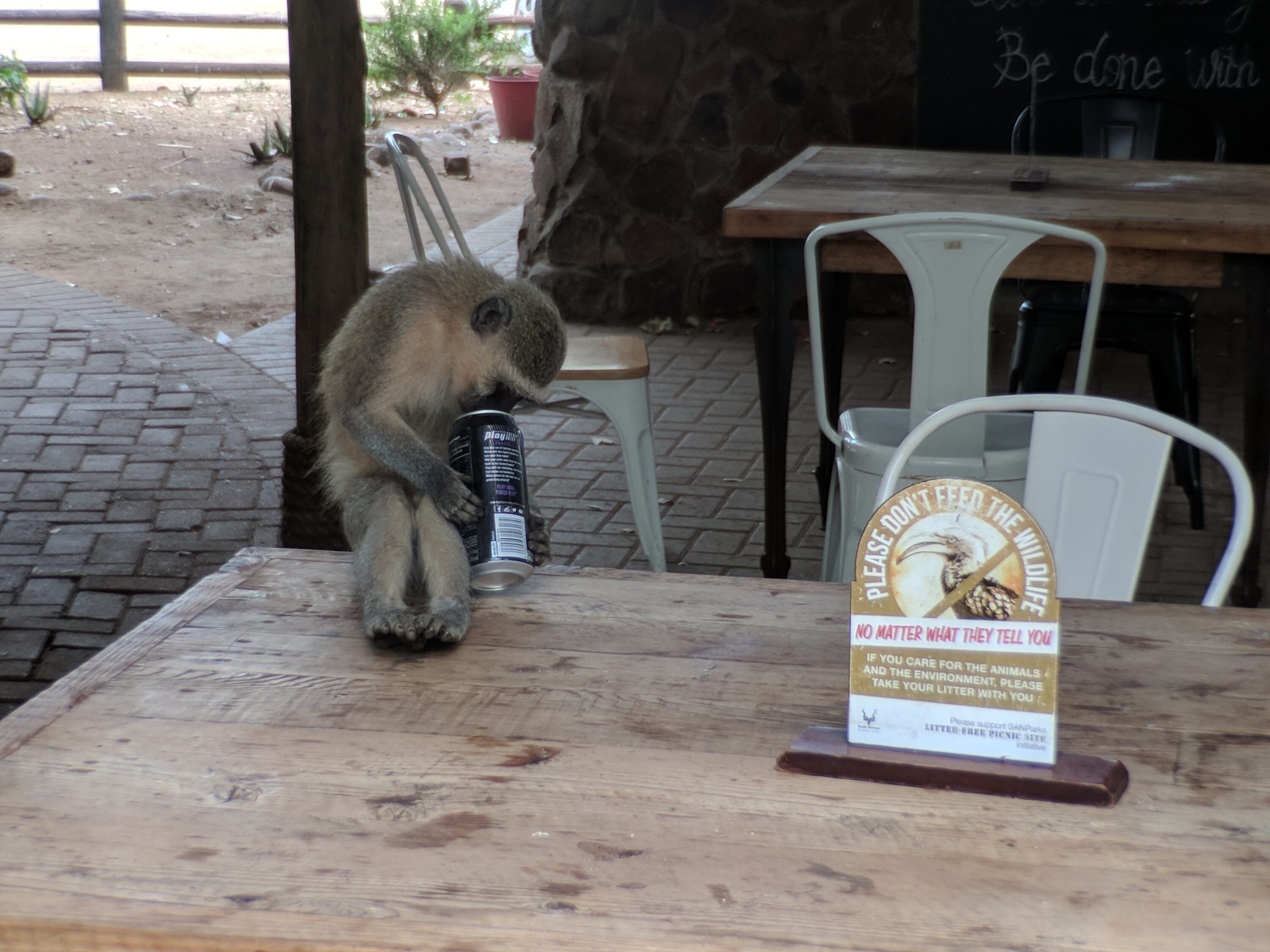 Vervet monkey drinking from a stolen energy drink can at Tshokwane picnic site