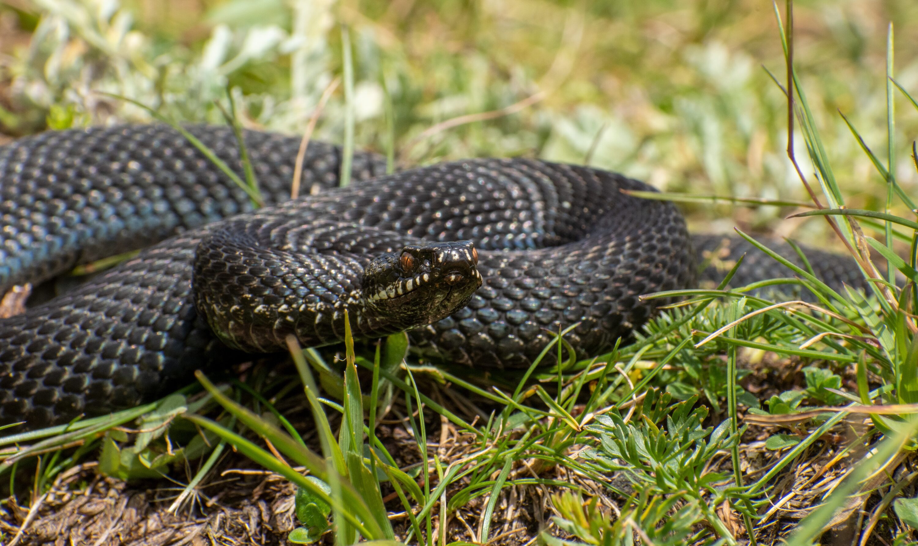 Melanistic European adder (Vipera berus)