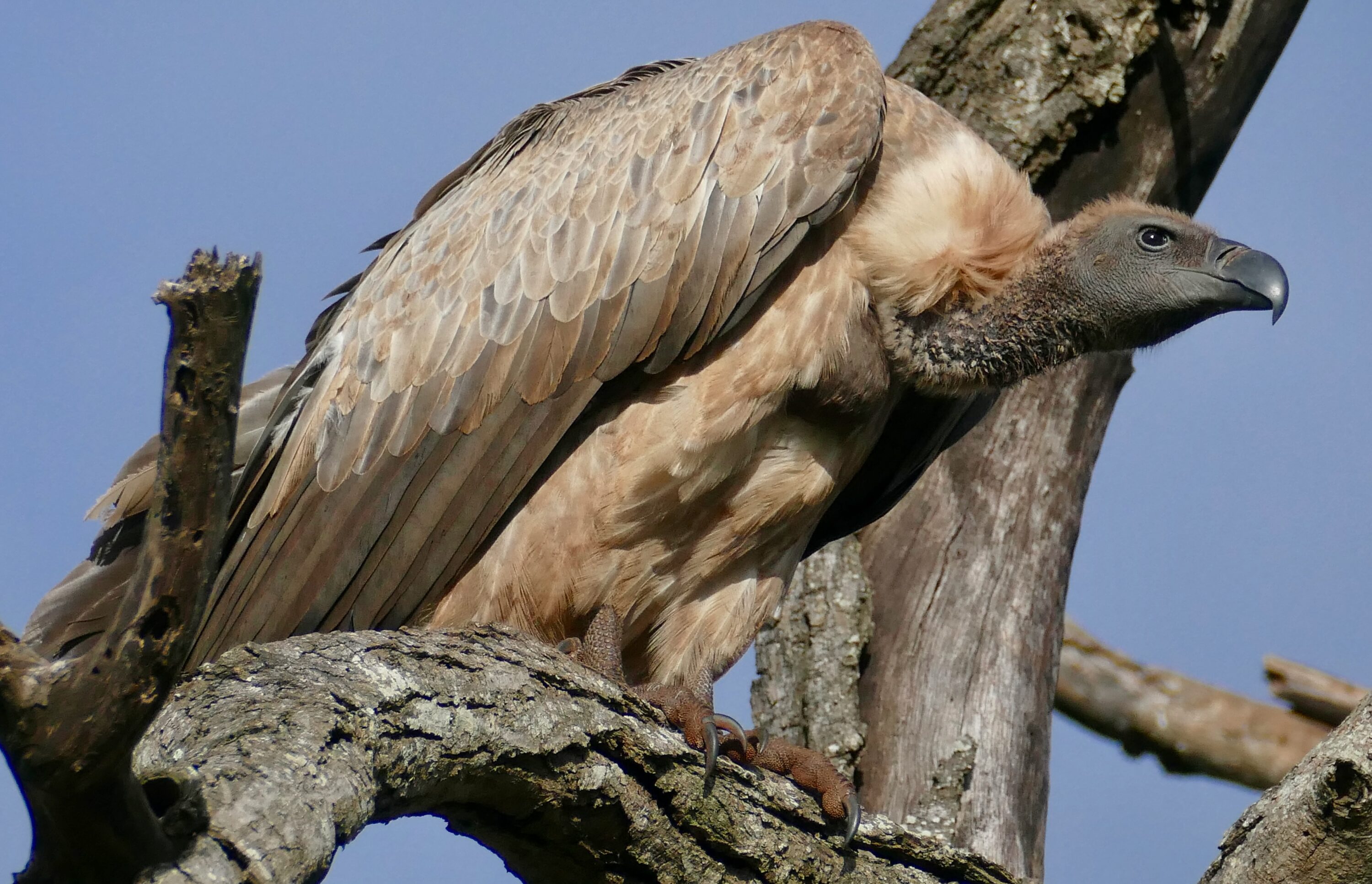 White-backed Vulture (Gyps africanus)